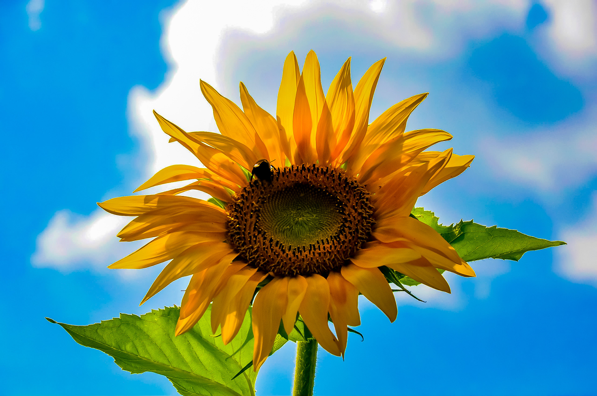Sunflower. August 2018