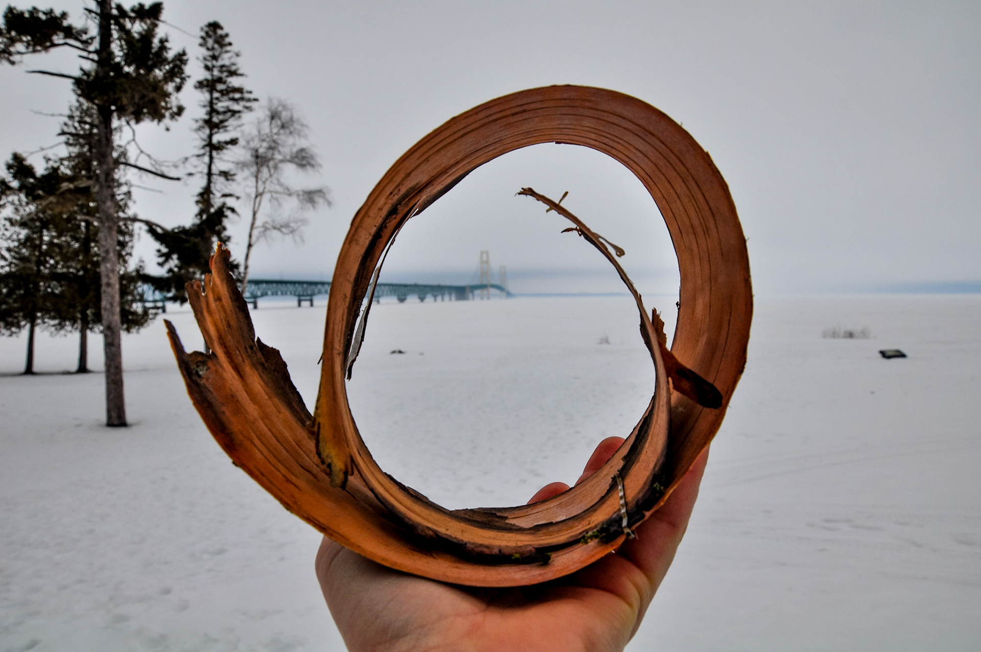 Birch bark used as a frame for the Mackinac Bridge.