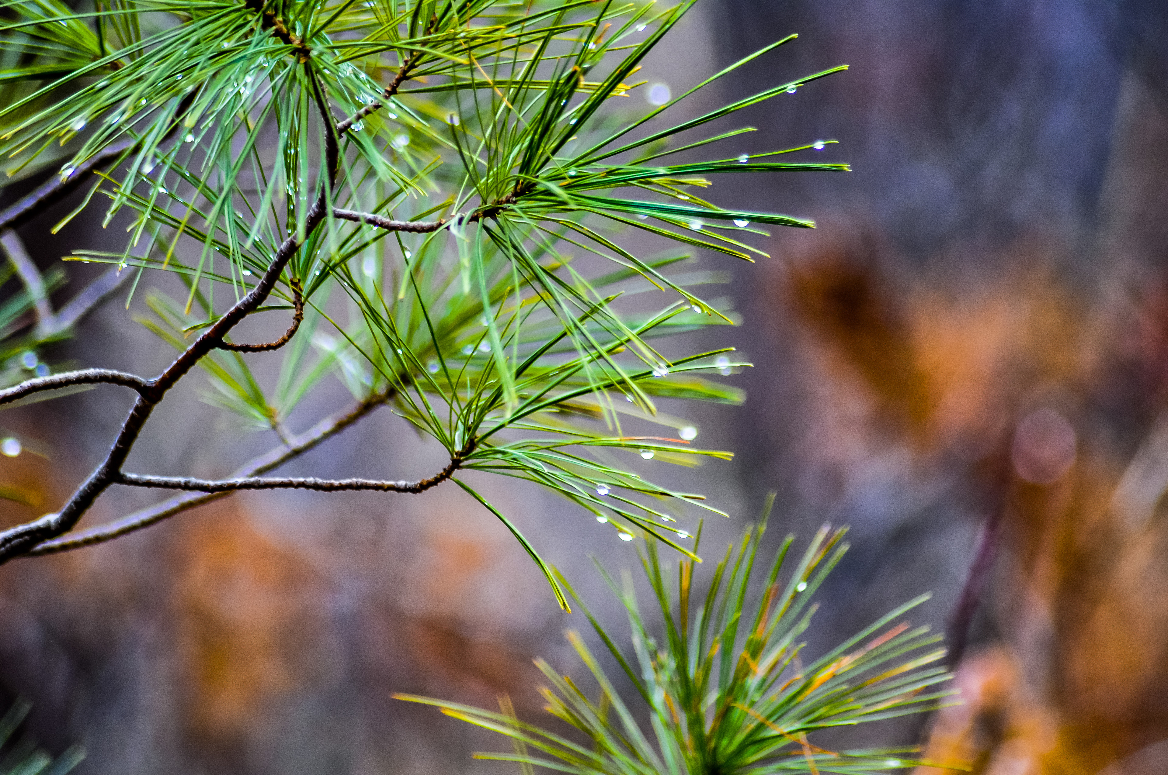 Raindrops on pine needles; April 2020