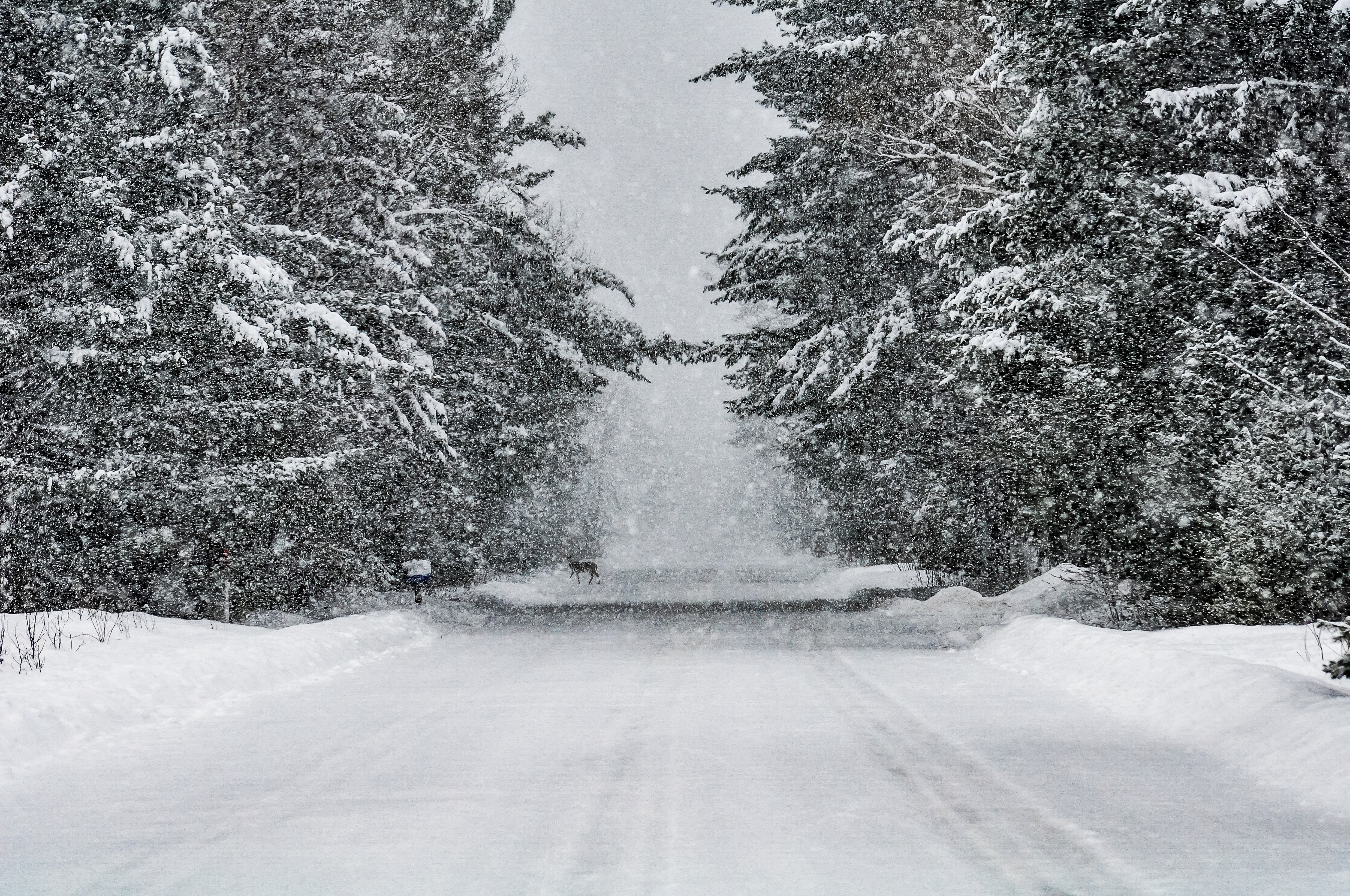 Deer crossing the road; January 2019