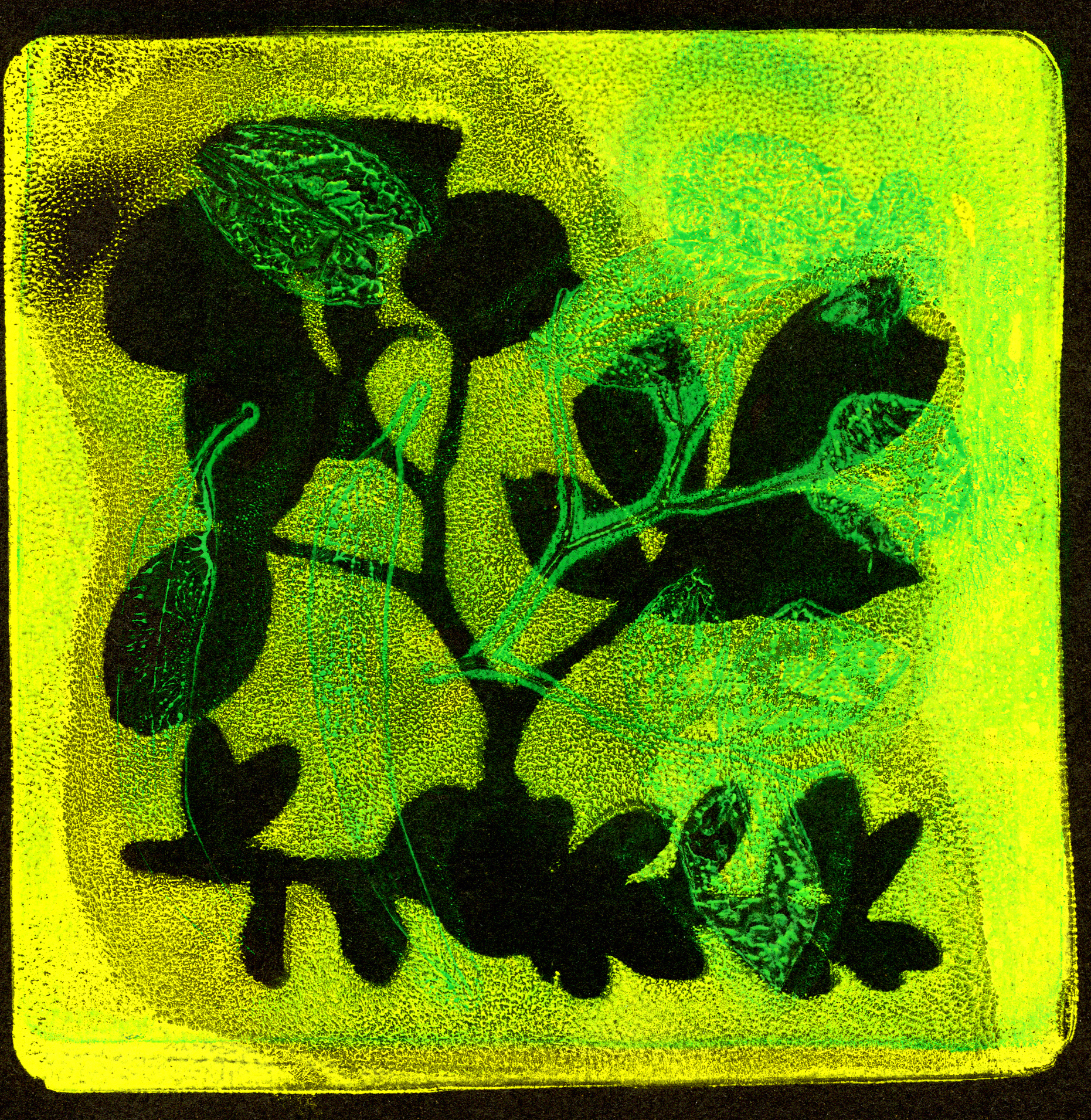 Lente Gelli print 16X16 cm 2021