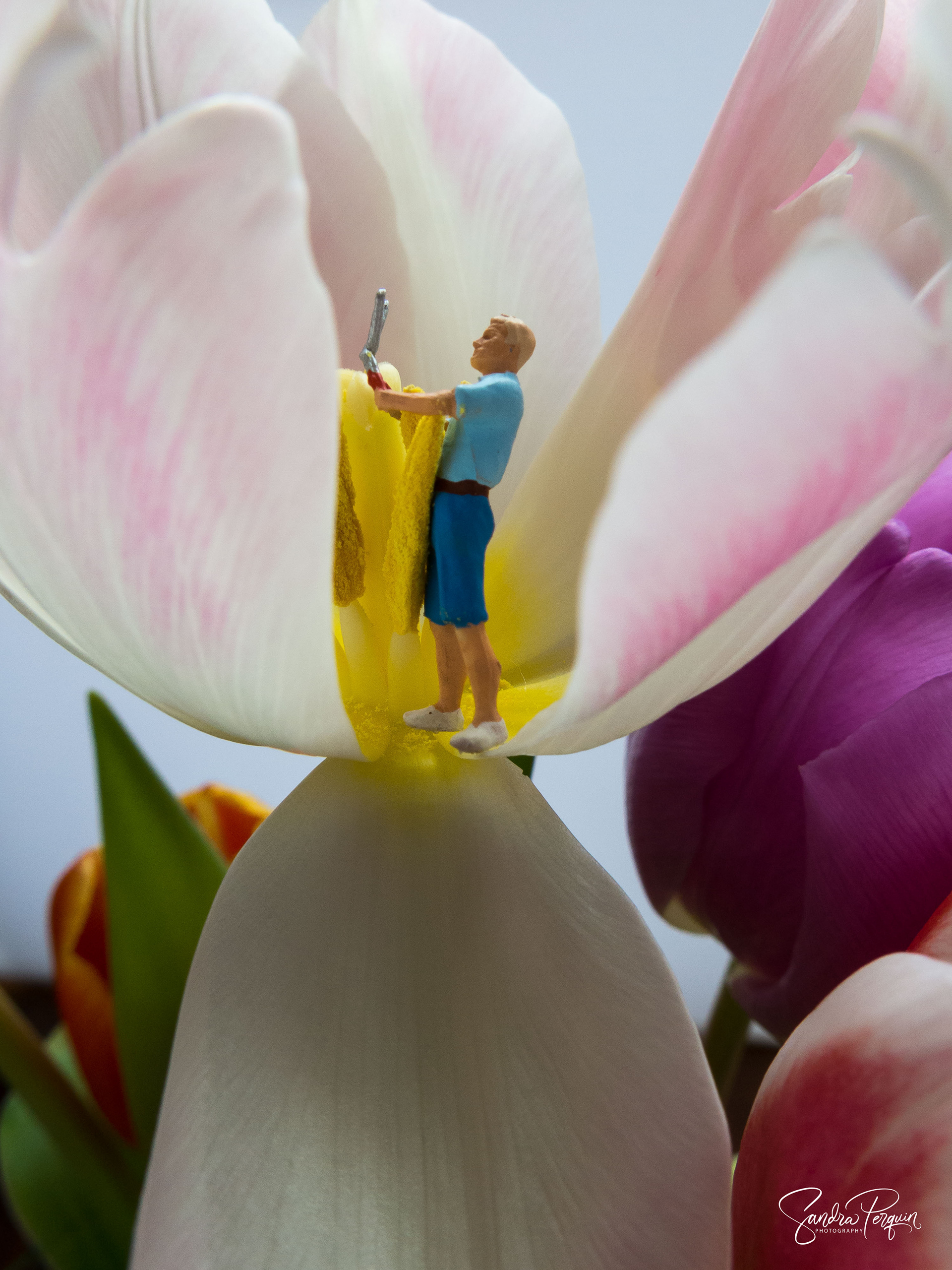 Inside the tulip