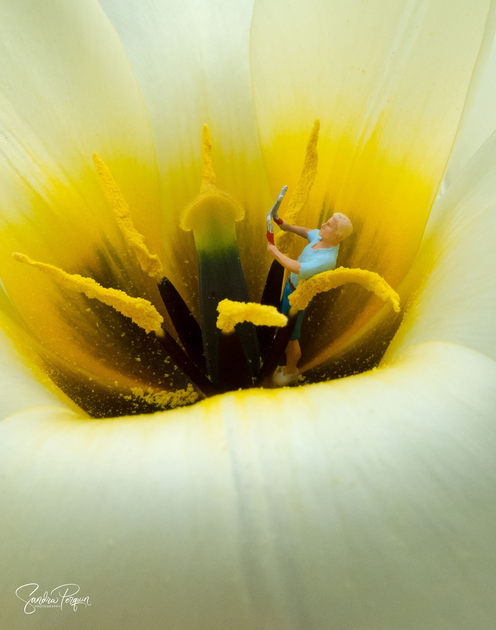 what's behind the tulip leaves