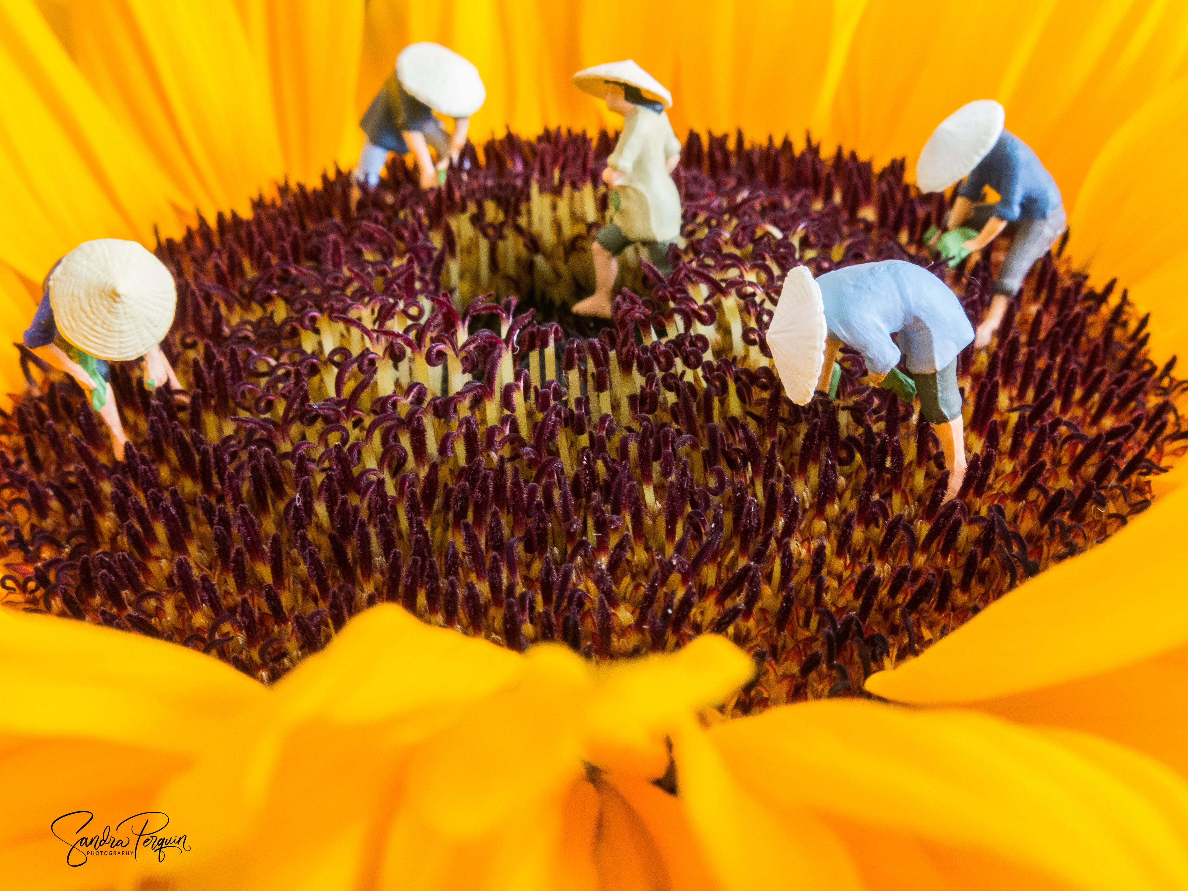 Harvesting the sunflower