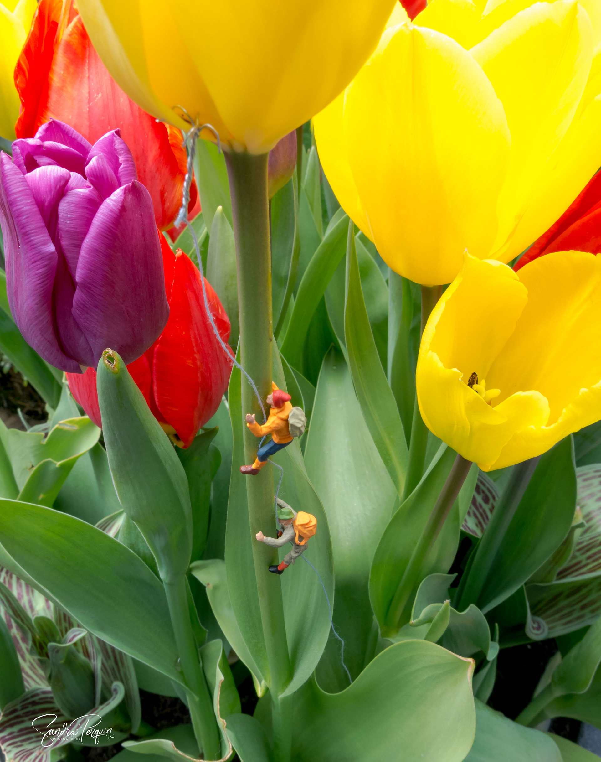 Climbing the tulip