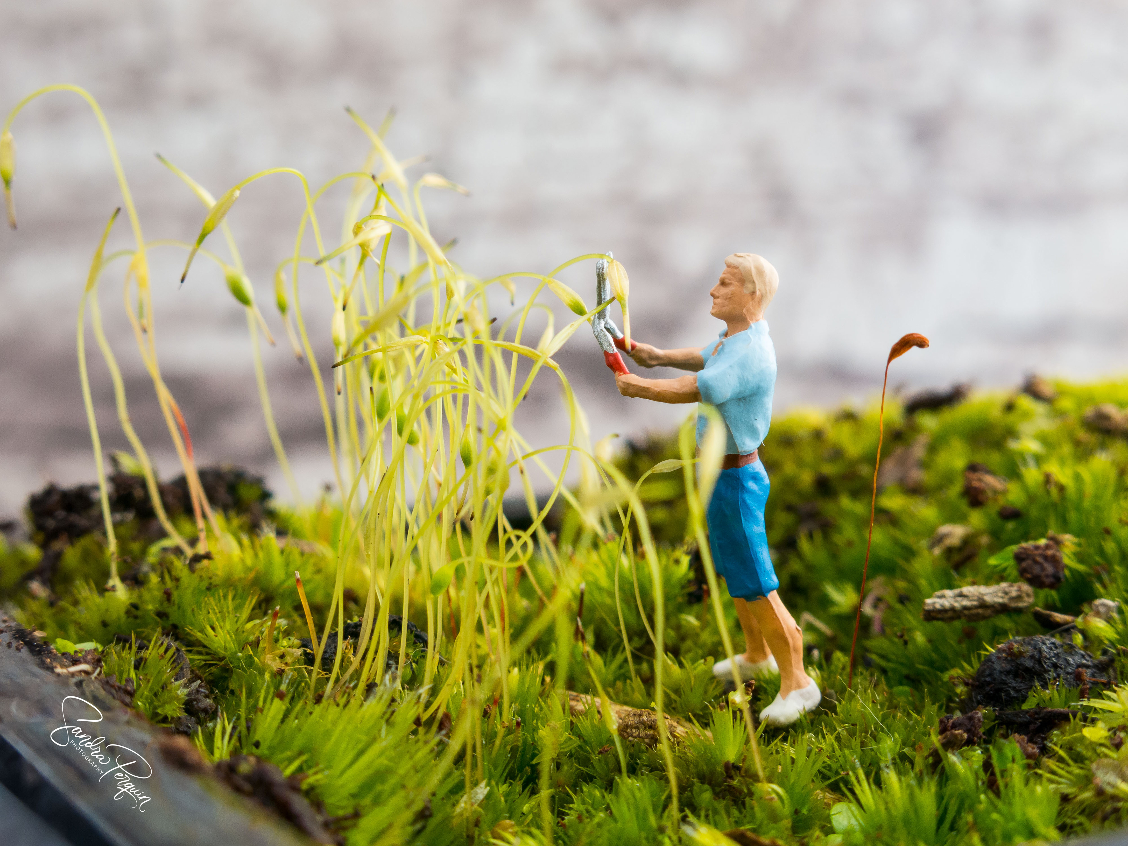 Pruning