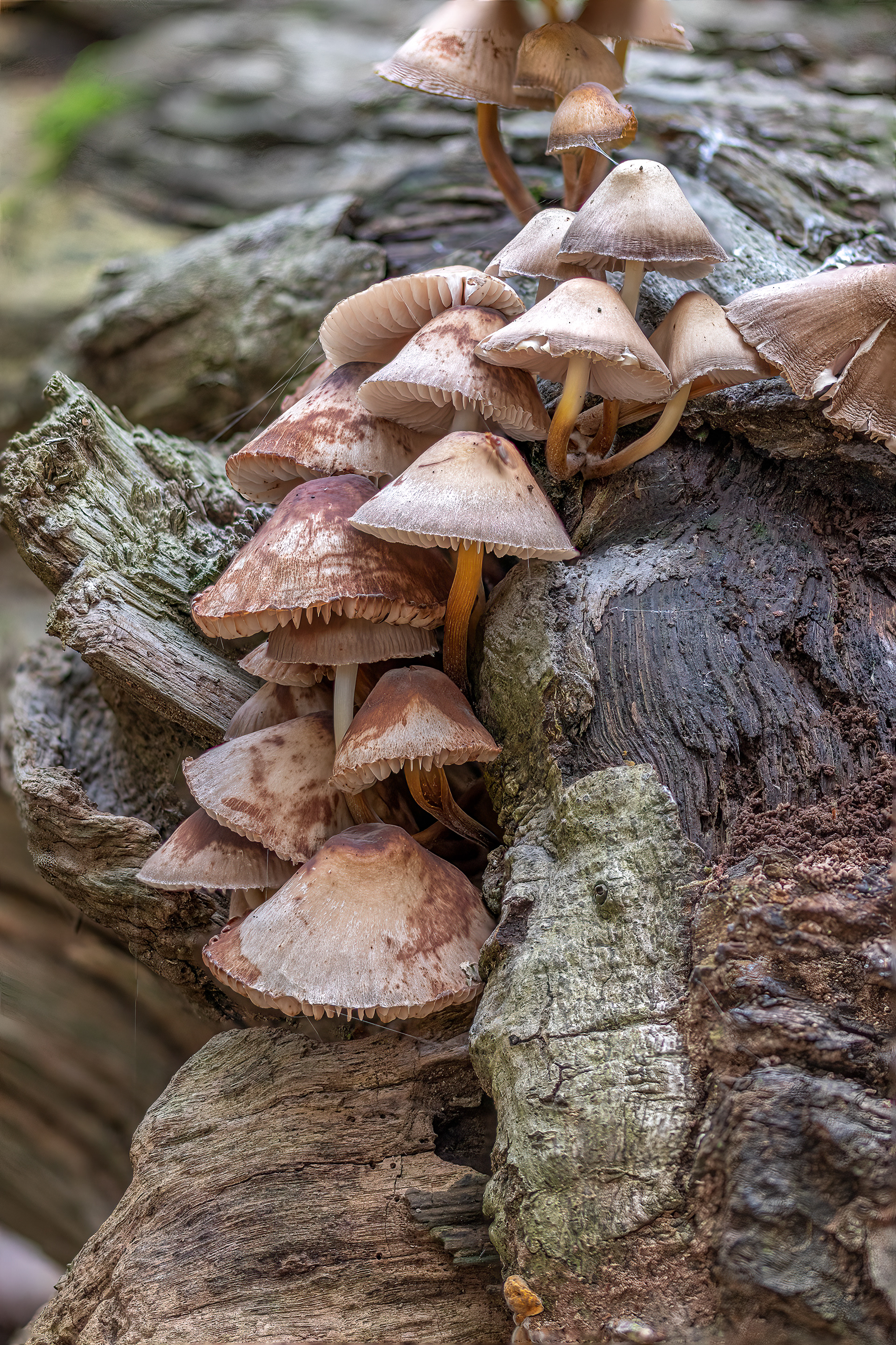 CLUSTERED BONNET, GLOUCESTER GLOUCESTERSHIRE