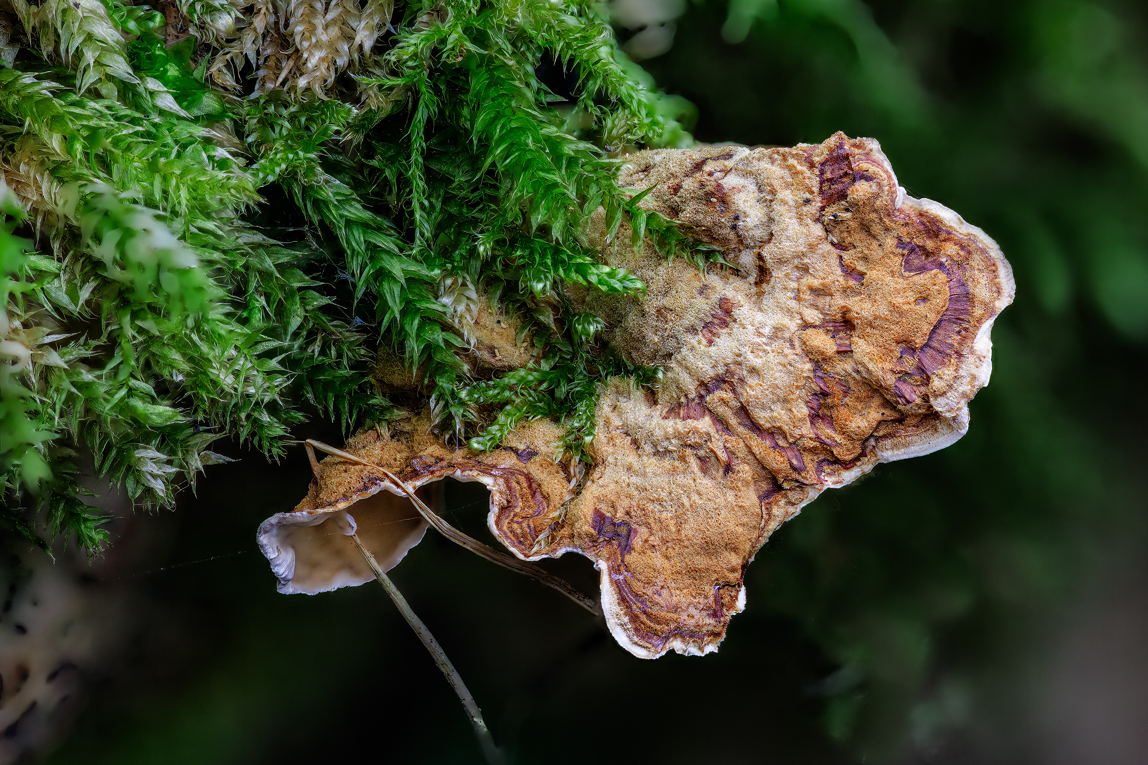 CURTAIN CRUST LEAF FUNGUS, HARESFIELD GLOUCESTERSHIRE