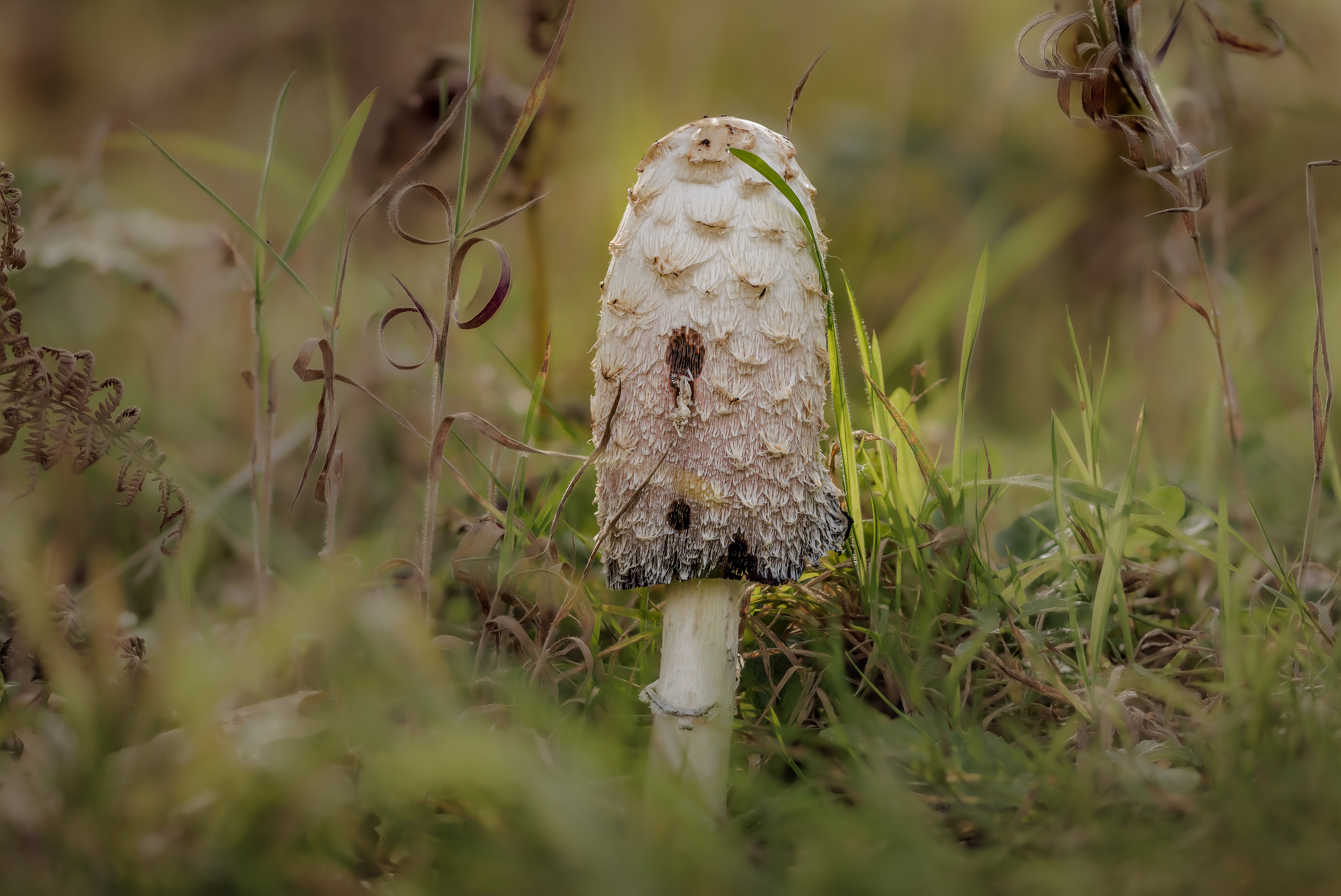 SHAGGY INK CAP, COLEFORD GLOUCESTERSHIRE