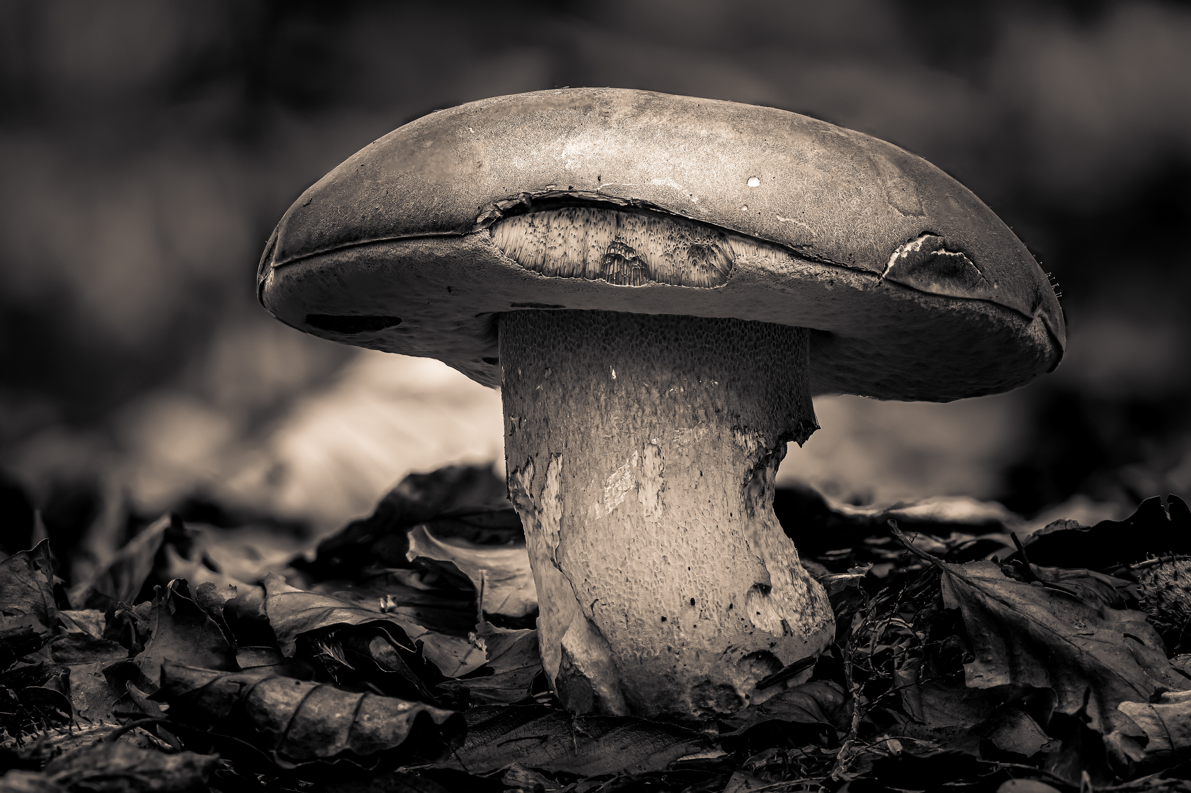 BOLETUS, HARESFIELD GLOUCESTERSHIRE