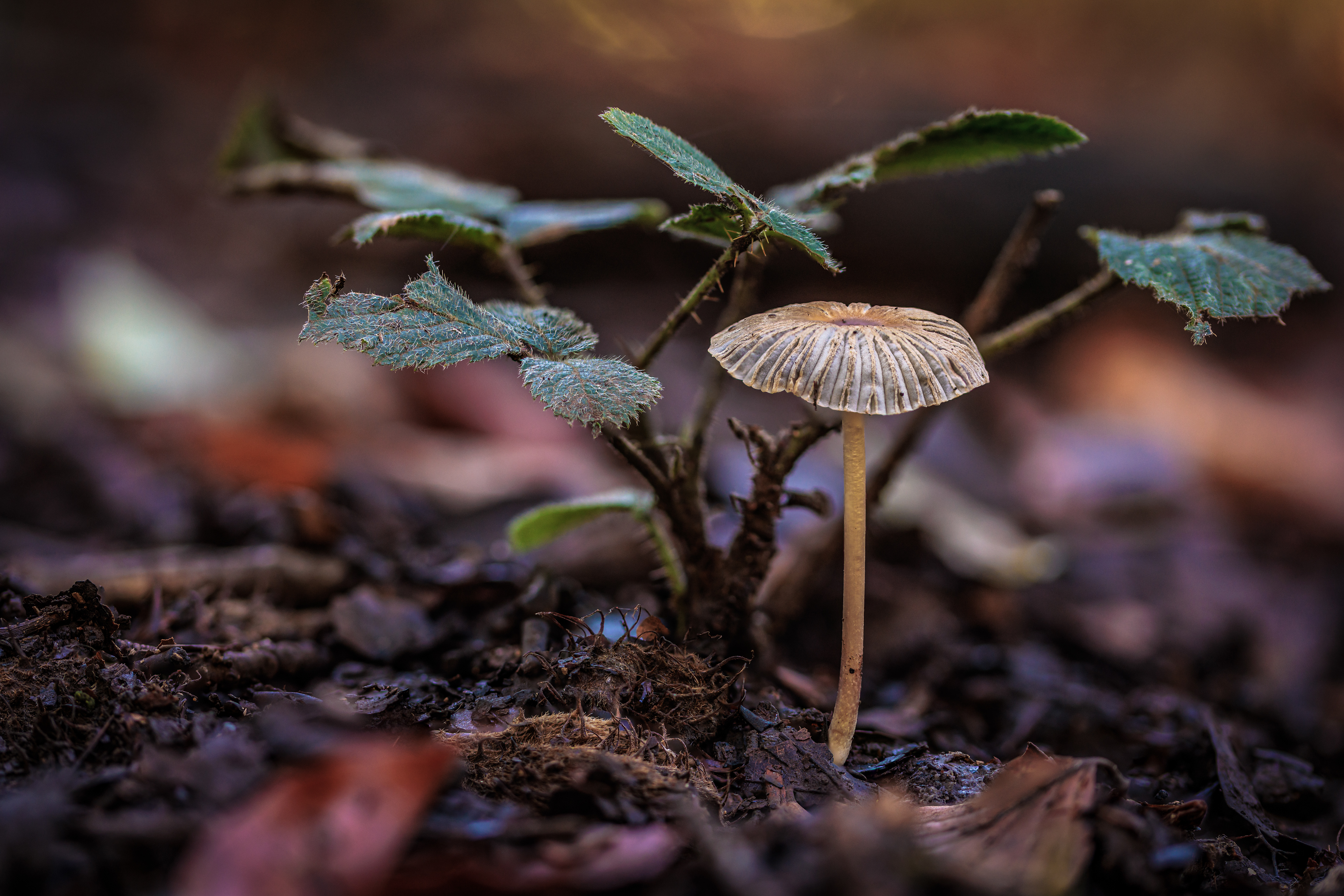PLEATED INK CAP, HARESFIELD GLOUCESTERSHIRE