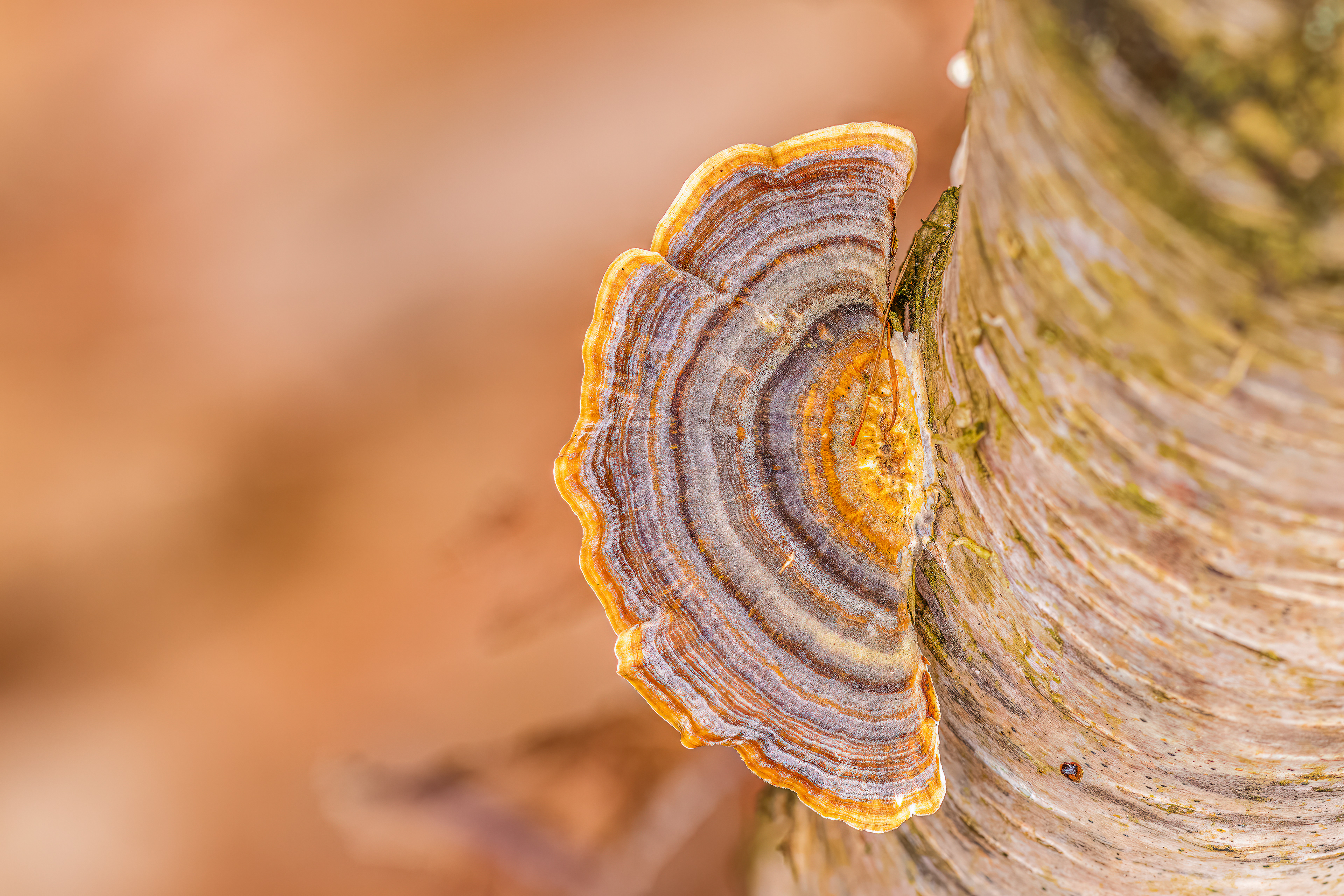 TURKEY TAIL, COLEFORD GLOUCESTERSHIRE