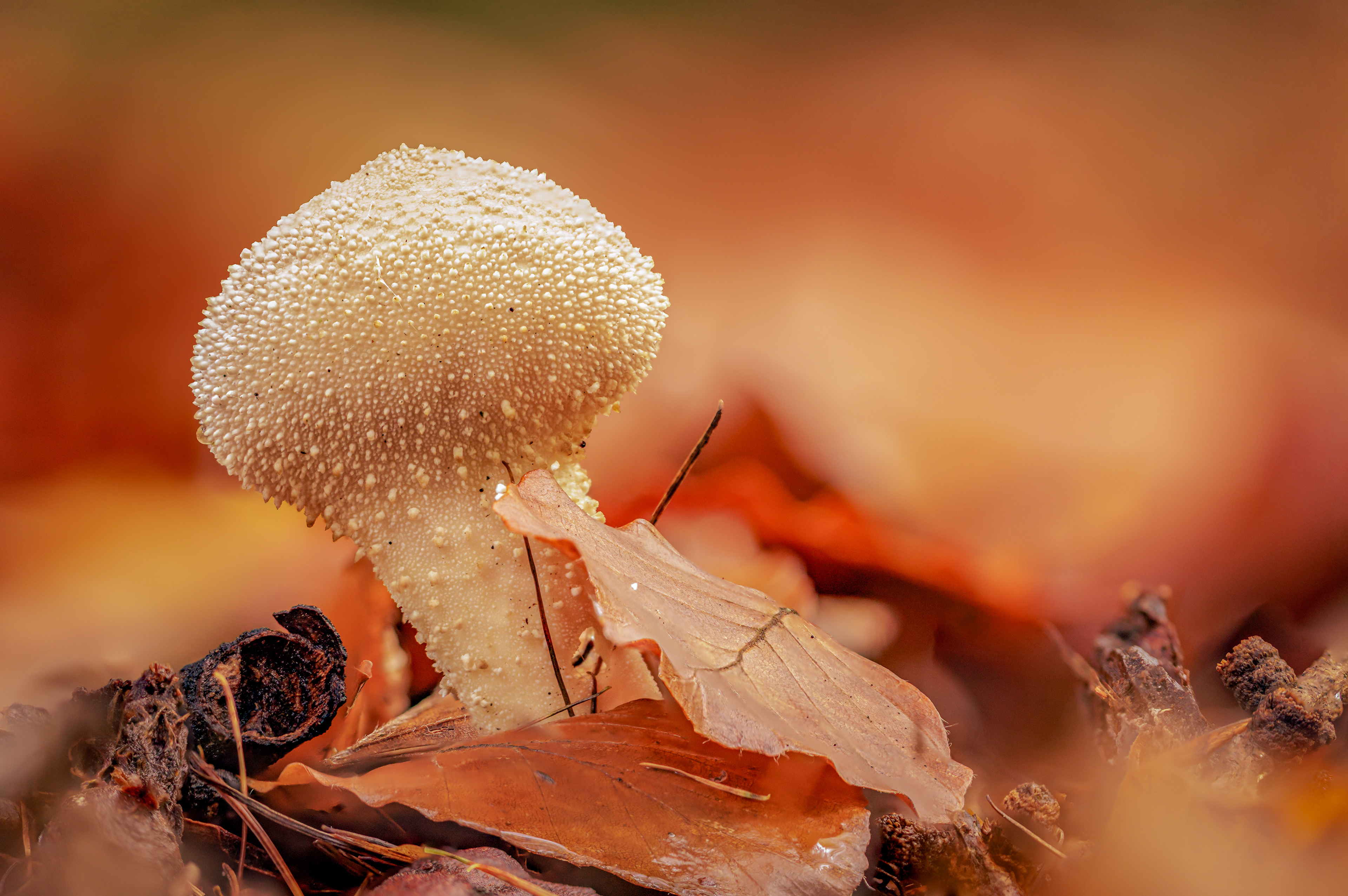 COMMON PUFFBALL, COLEFORD GLOUCESTERSHIRE