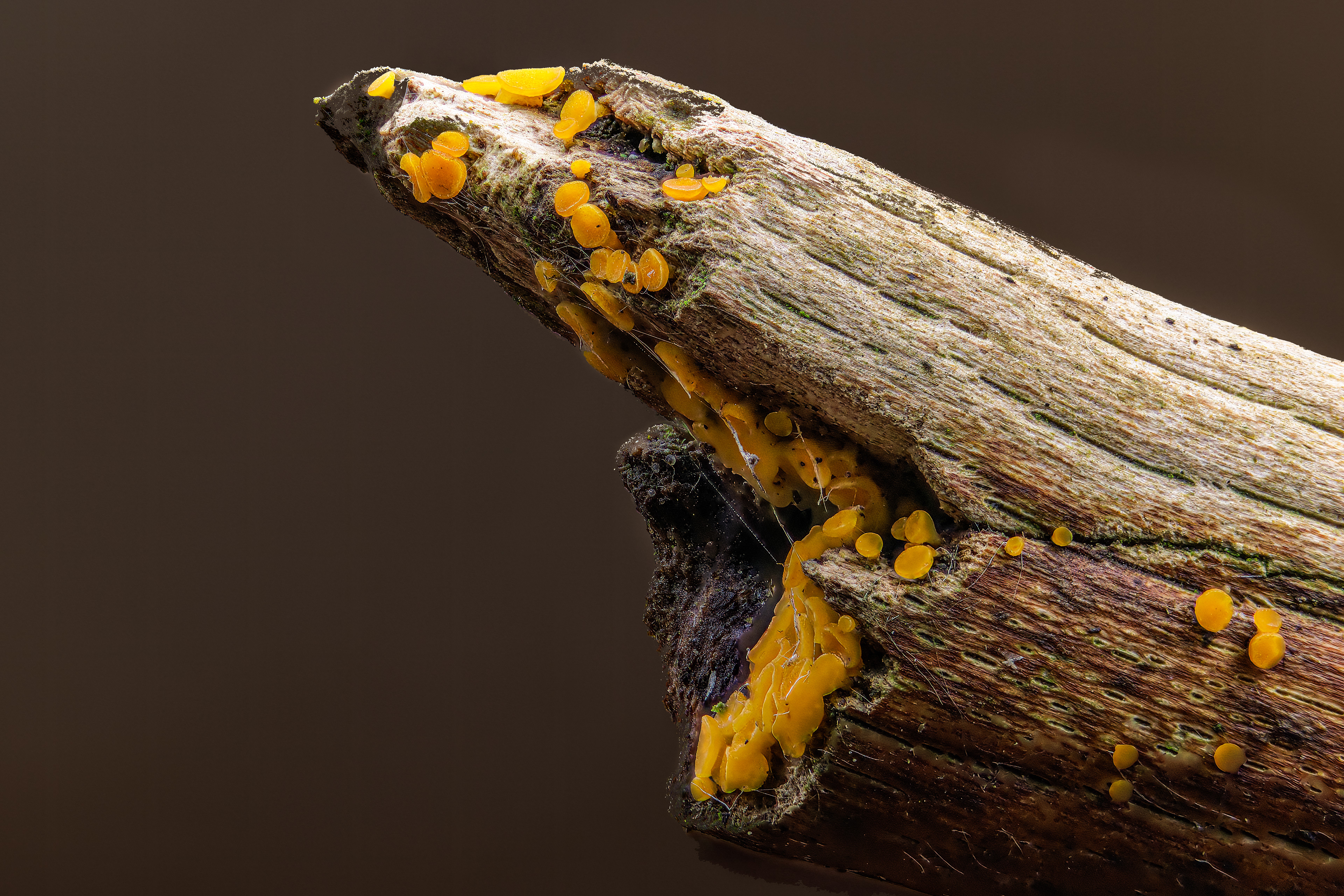 GUEPINIOPSIS BUCCINA, HARESFIELD GLOUCESTERSHIRE
