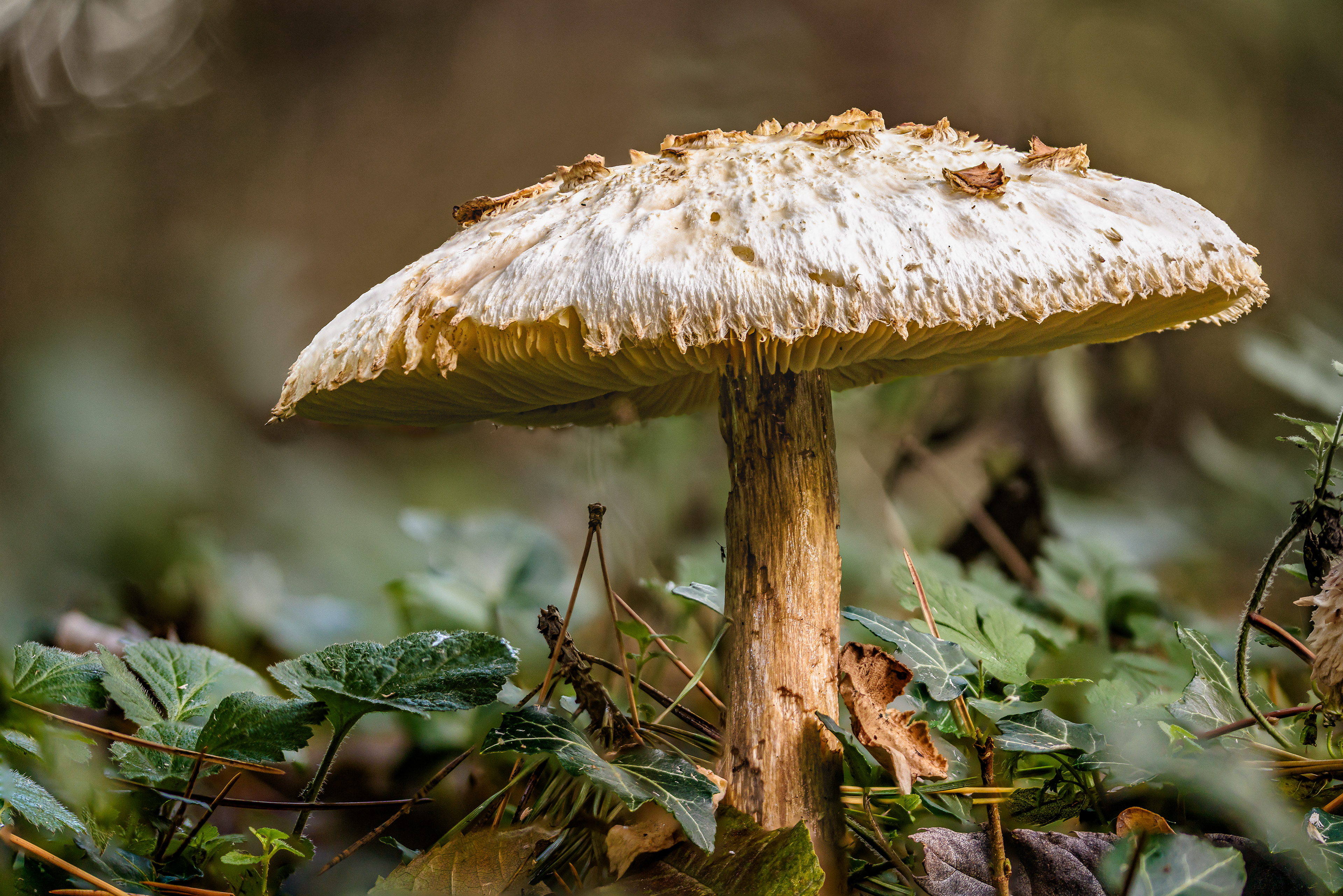 SHAGGY PARASOL, GLOUCESTER GLOUCESTERSHIRE