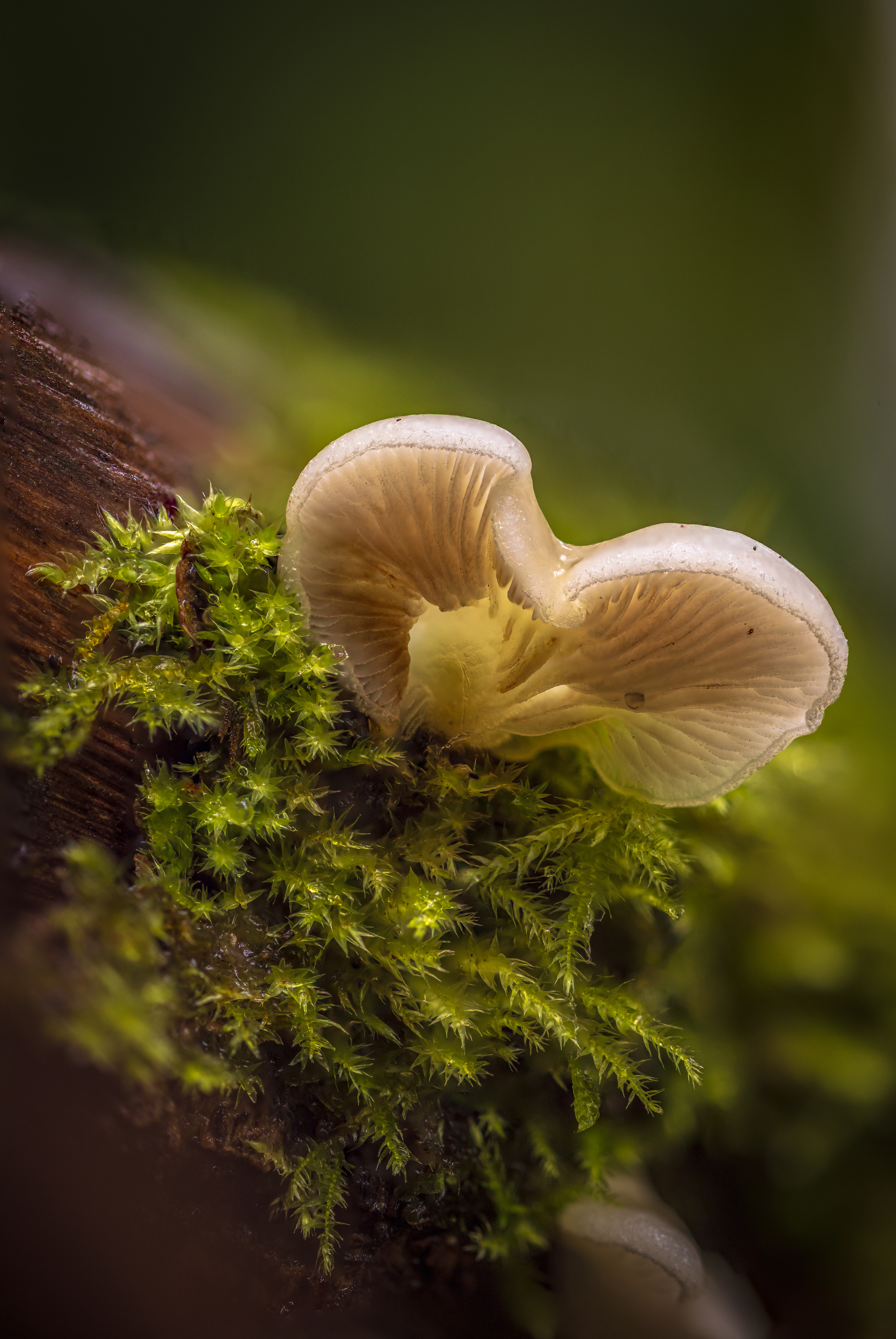 CREPIDOTUS, COLEFORD GLOUCESTERSHIRE