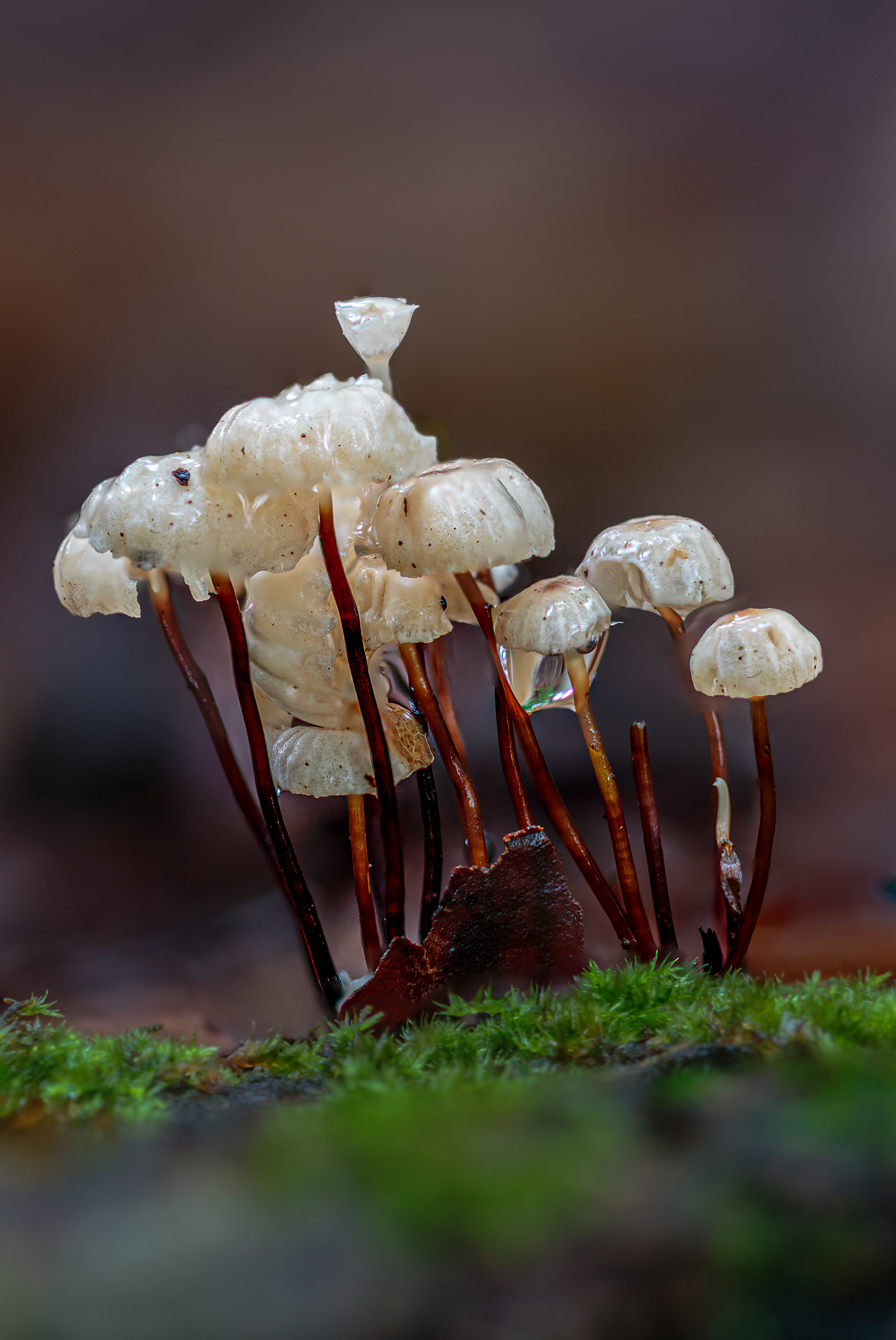 PINWHEEL MUSHROOM, GLOUCESTER GLOUCESTERSHIRE