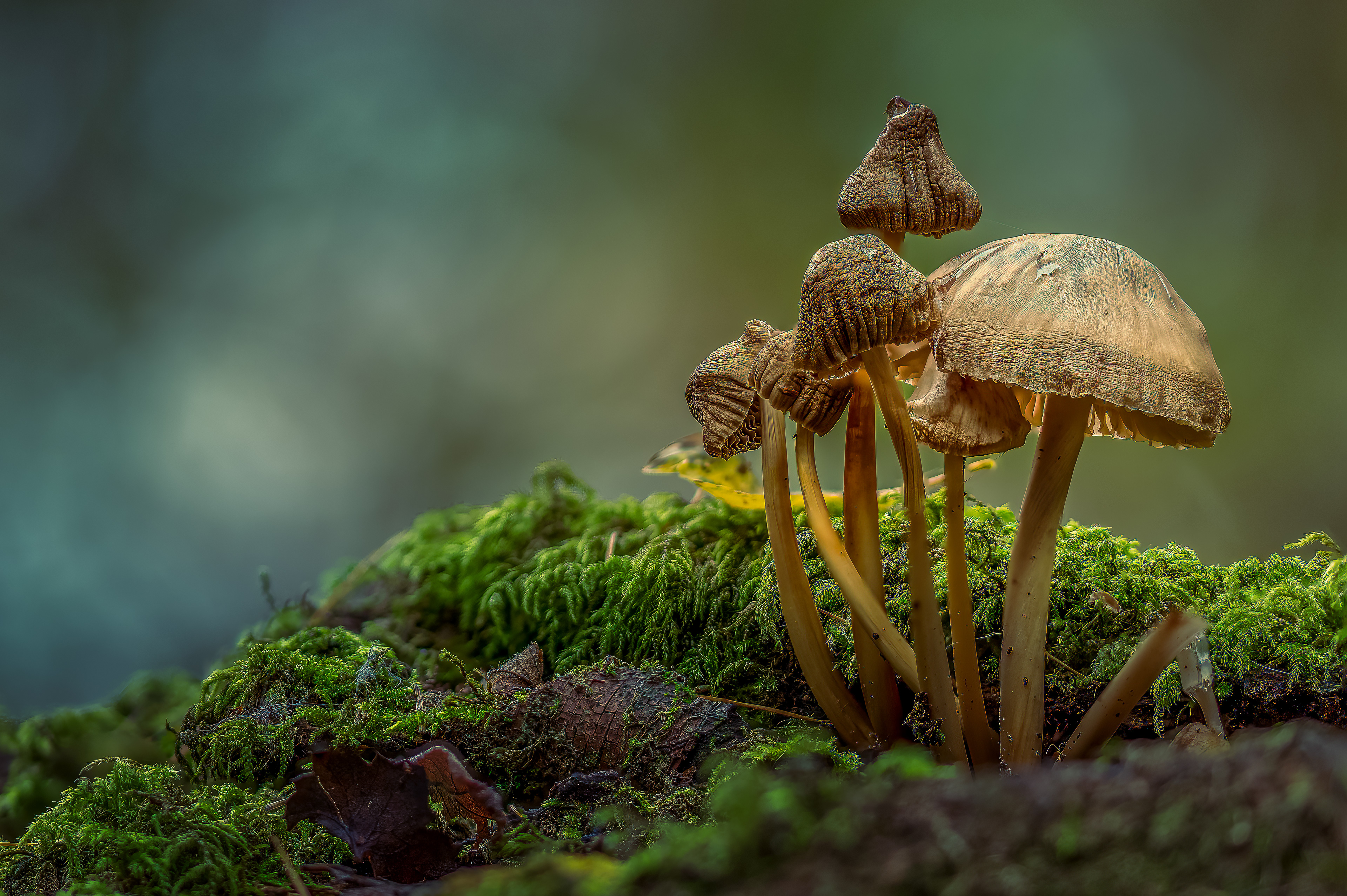 CLUSTERED BONNET, GLOUCESTER GLOUCESTERSHIRE