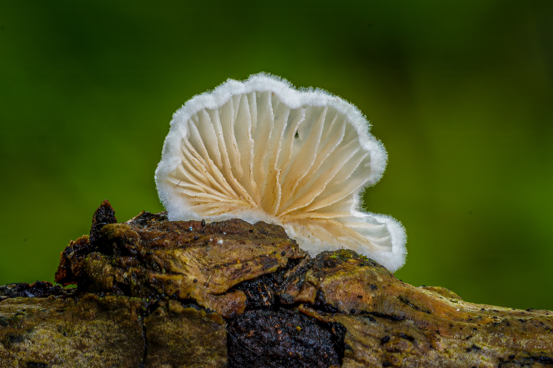 CREPIDOTUS,, GLOUCESTER GLOUCESTERSHIRE