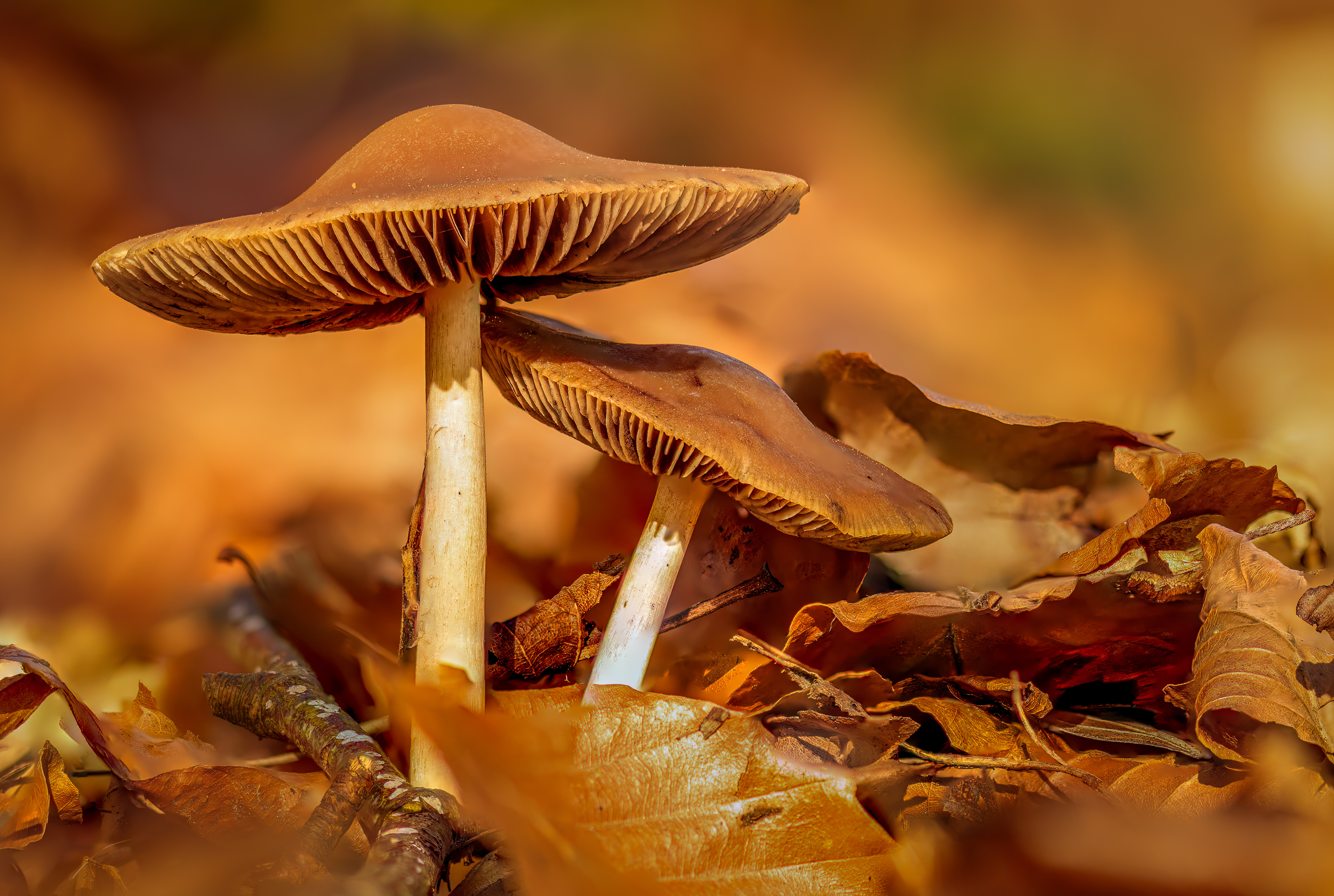 COMMON STUMP BRITTLE STEM, COALEY GLOUCESTERSHIRE