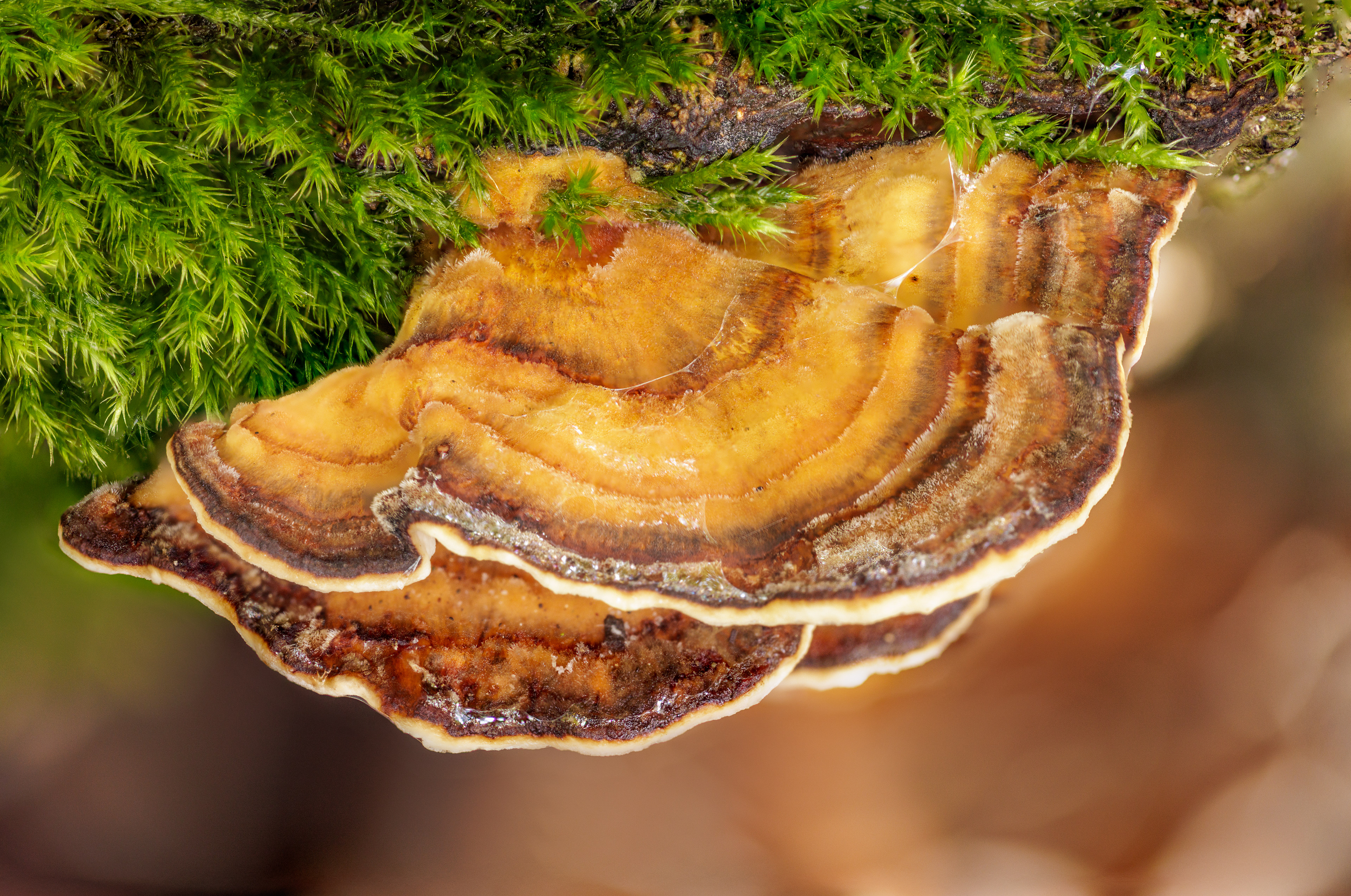 TURKEY TAIL, HARESFIELD GLOUCESTERSHIRE