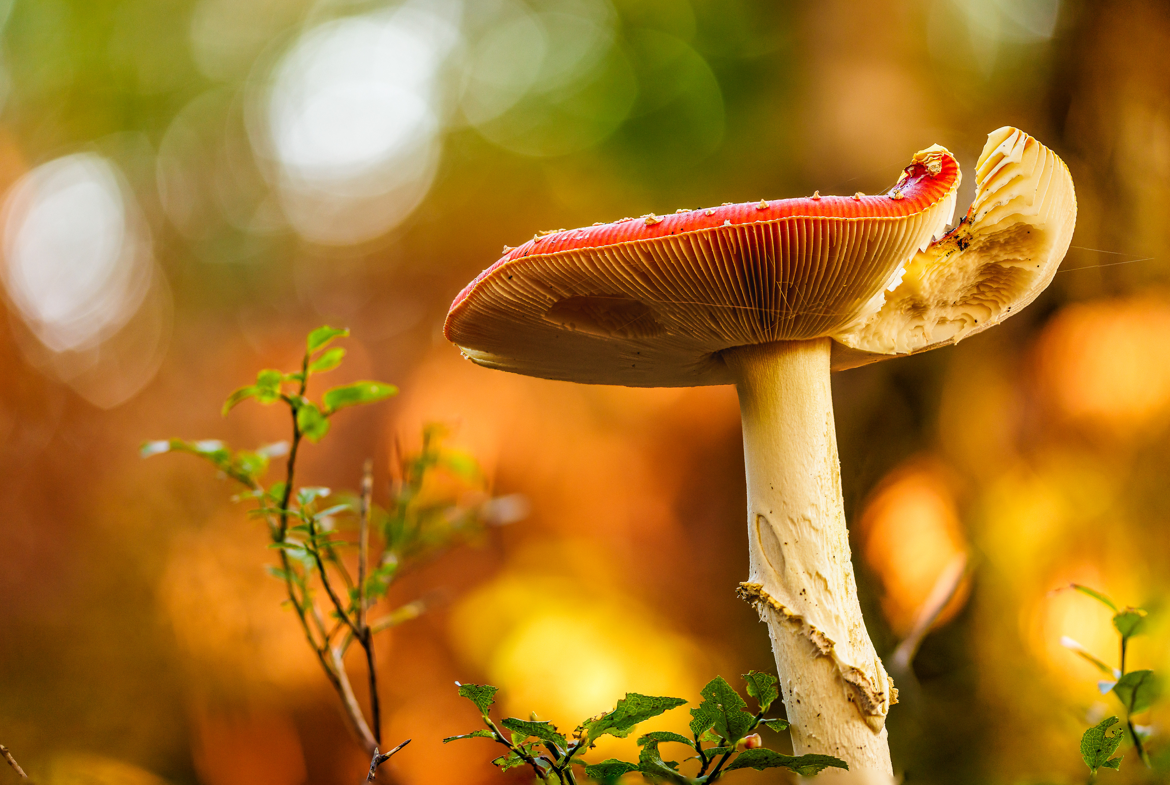 FLY AGARIC, COLEFORD GLOUCESTERSHIRE