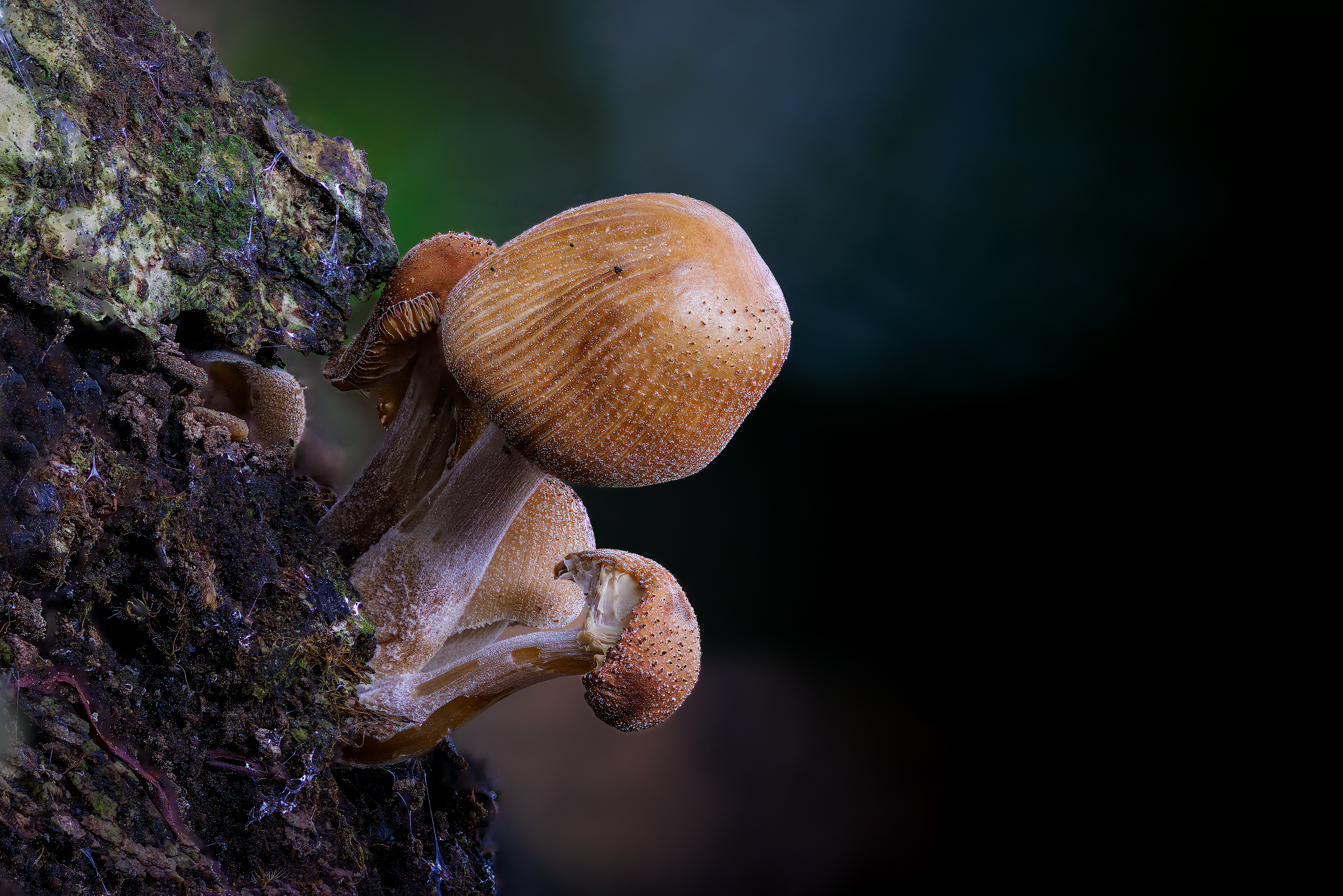 GLISTENING INK CAP, GLOUCESTER GLOUCESTERSHIRE