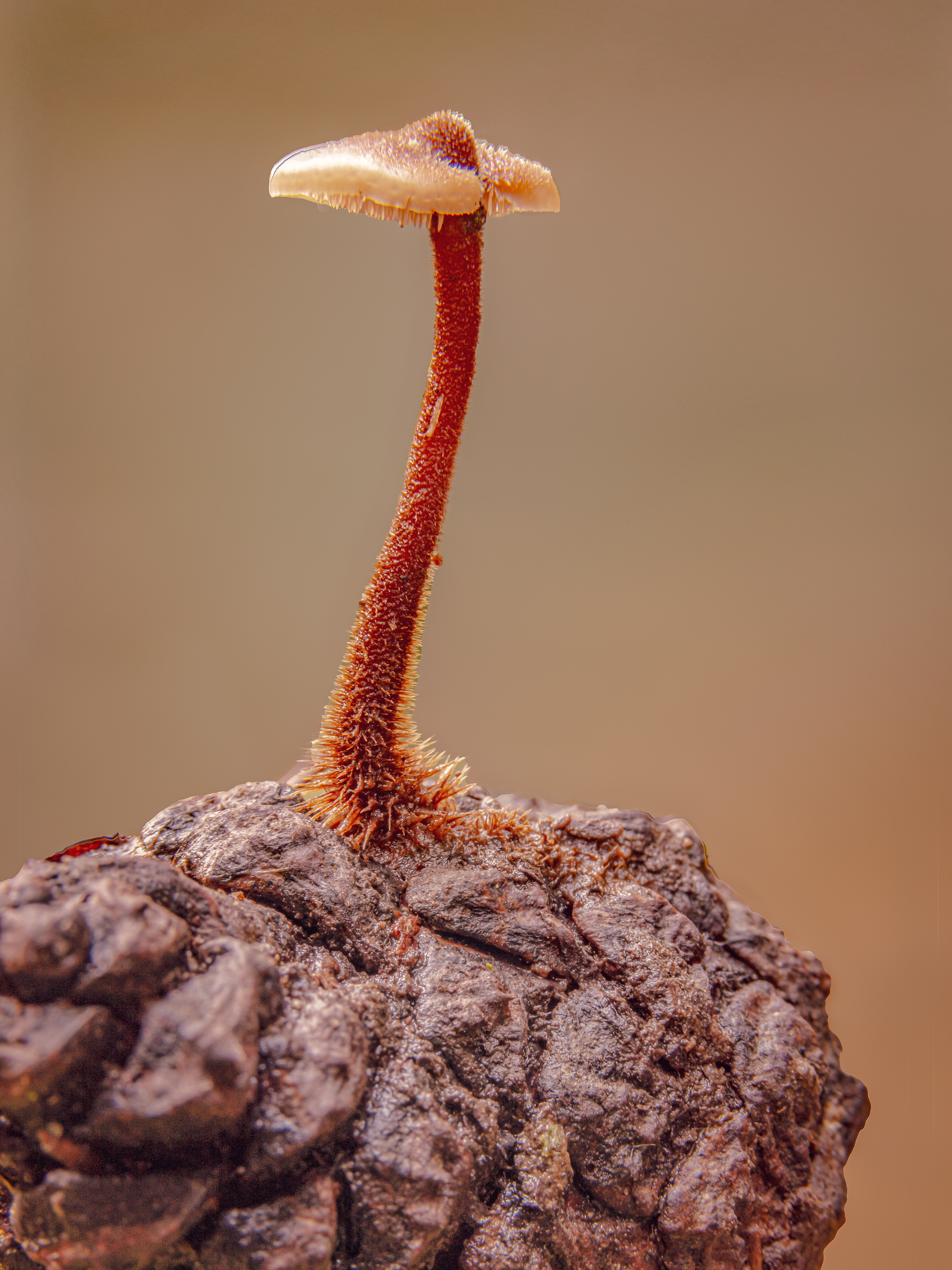 PINECONE MUSHROOM, GLOUCESTER GLOUCESTERSHIRE