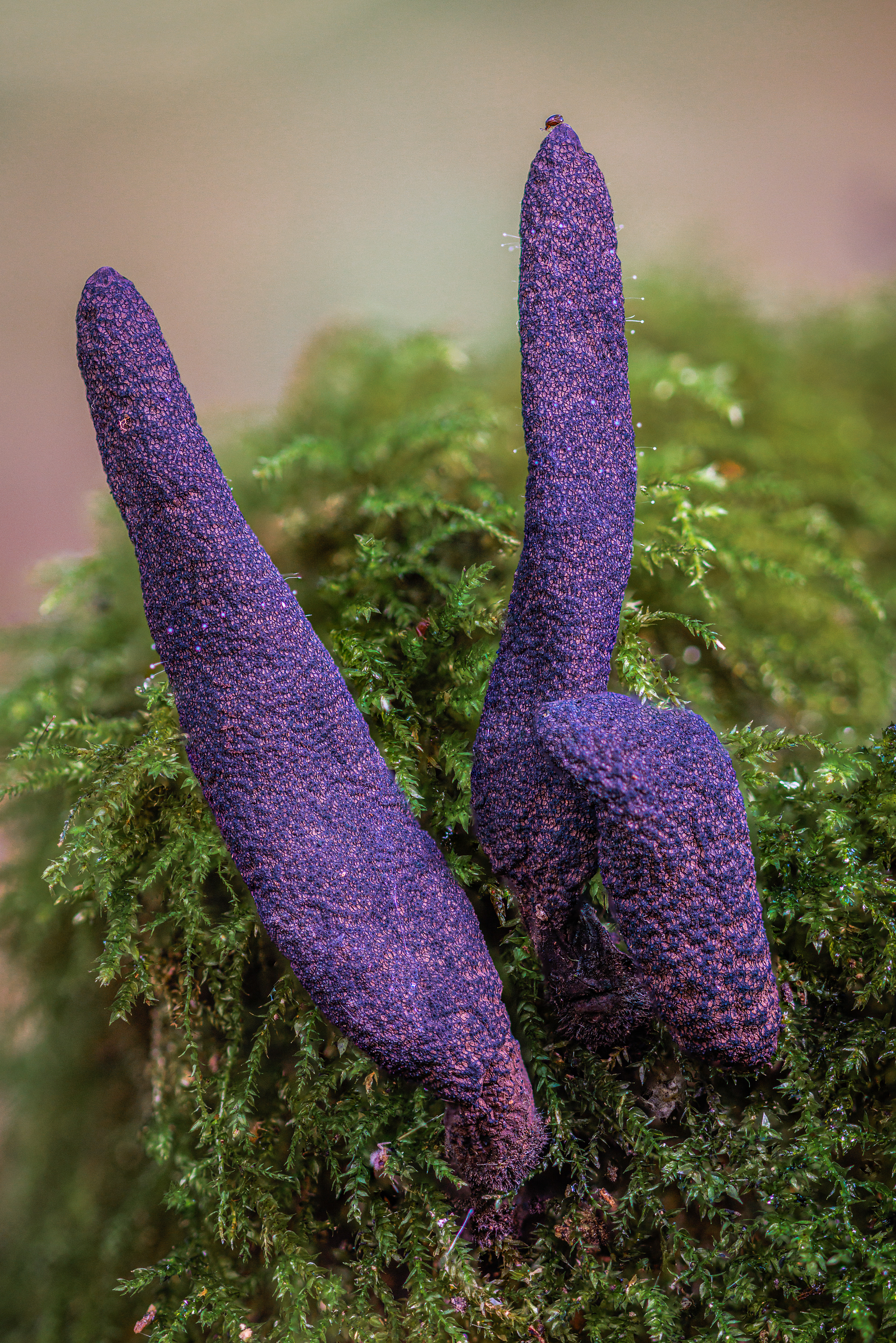 DEAD MAN FINGERS, HARESFIELD GLOUCESTERSHIRE