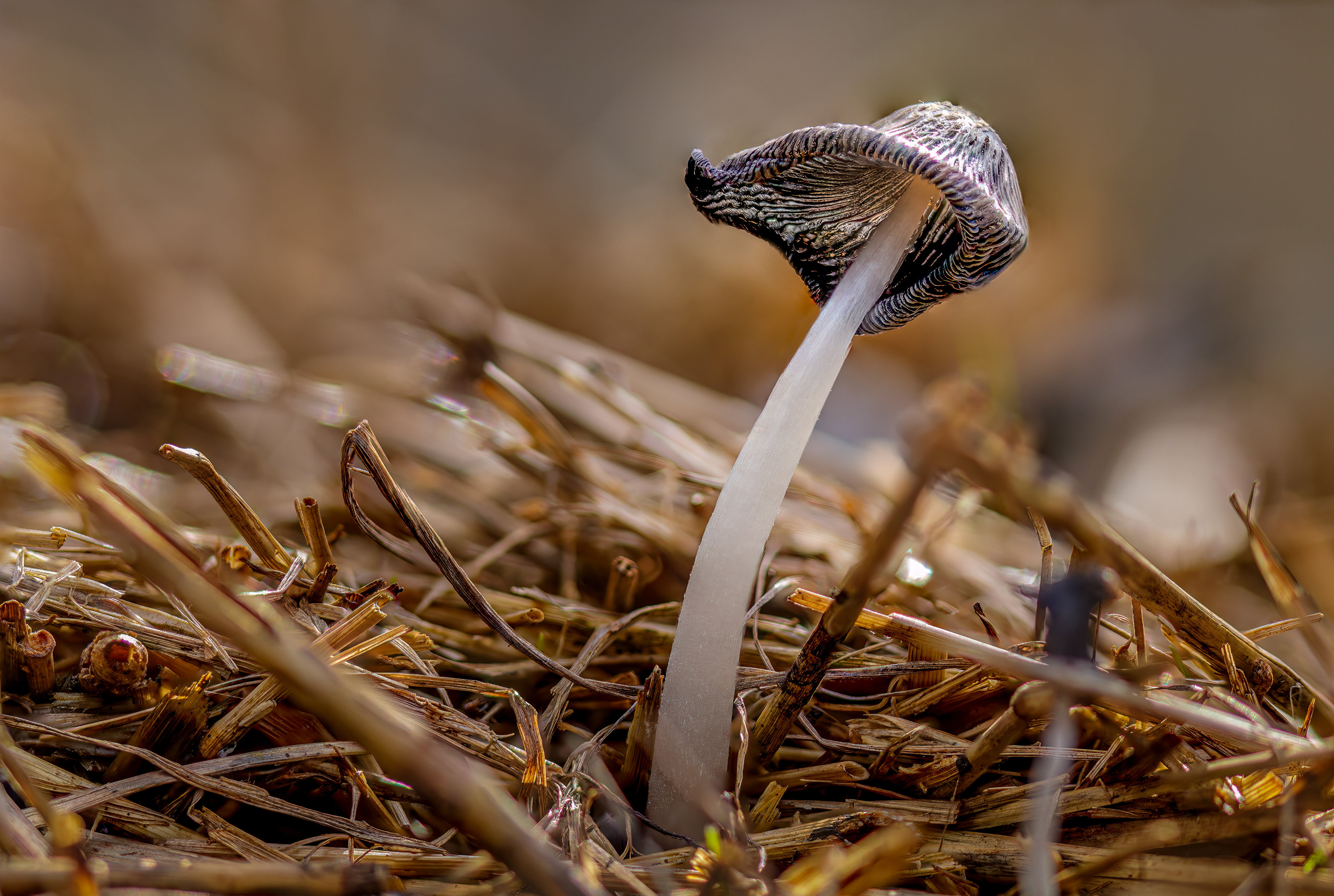 COMMON INK CAP, GLOUCESTER GLOUCESTERSHIRE