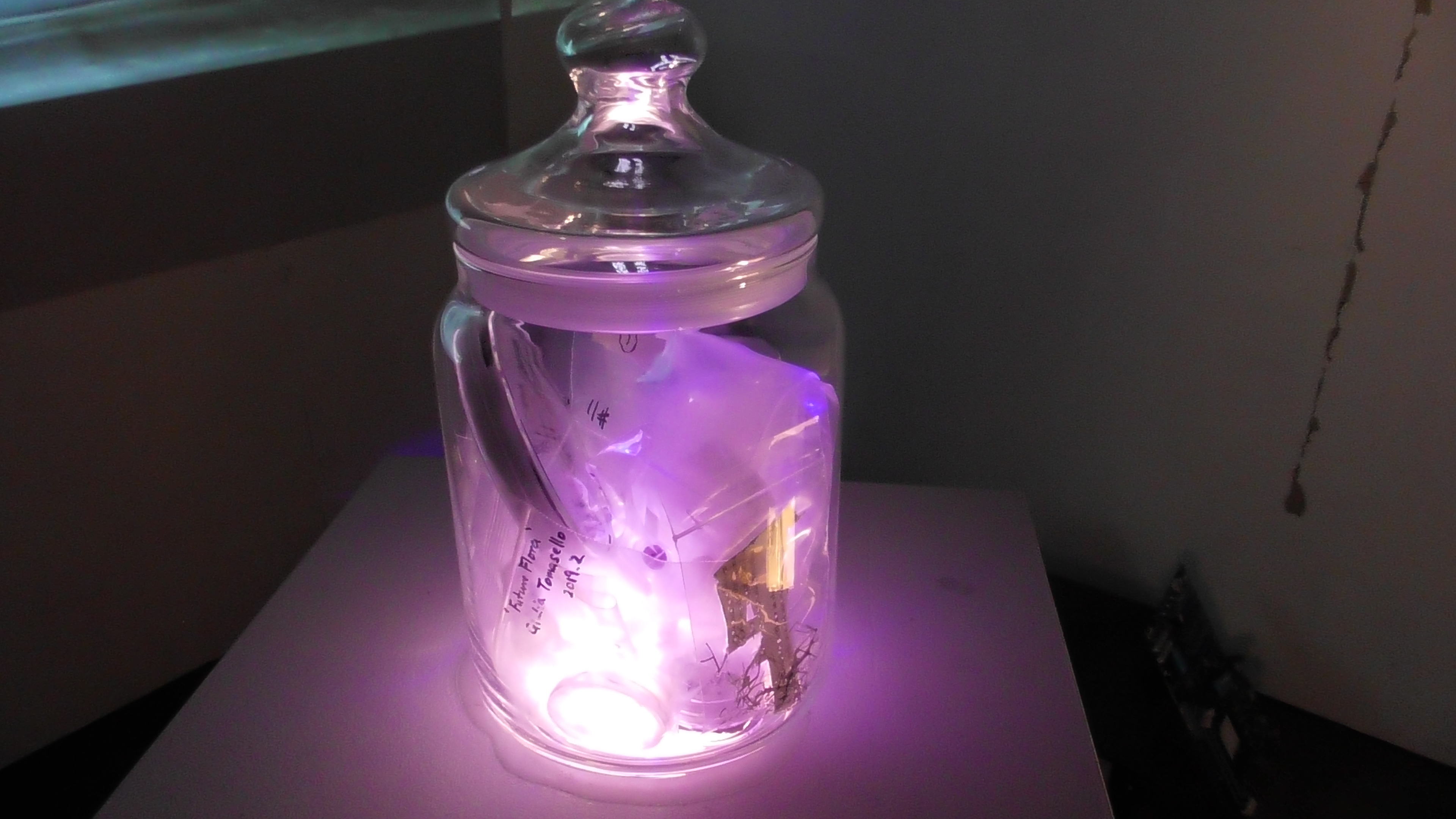 "metaPhorest Biome", Shinjuku White House, Tokyo, July 6-28, 2024 
