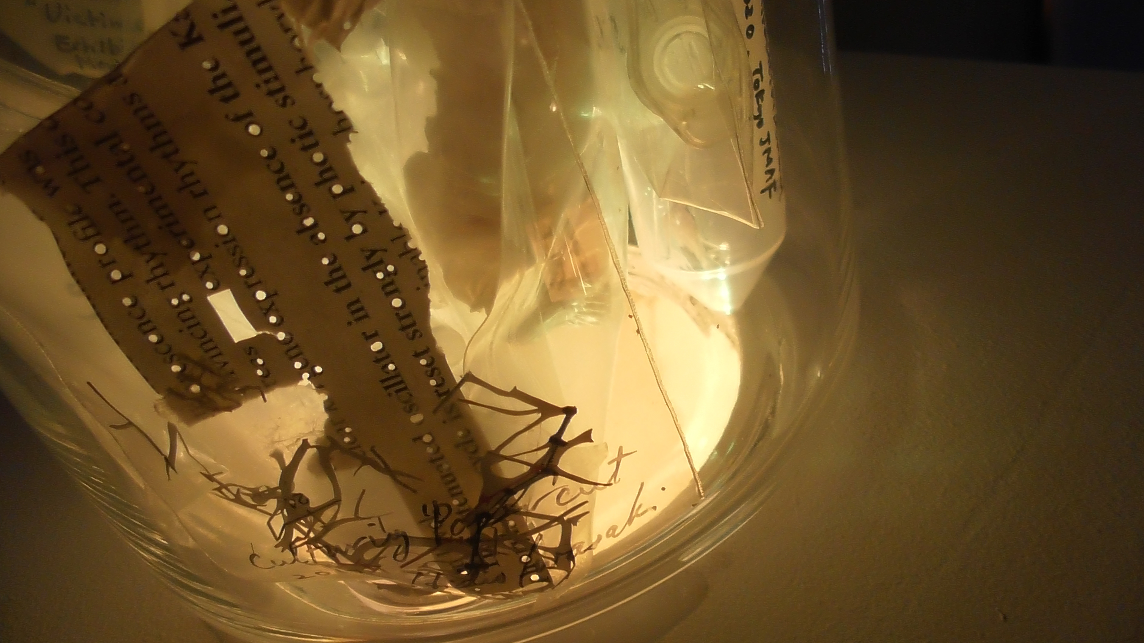 "metaPhorest Biome", Shinjuku White House, Tokyo, July 6-28, 2024