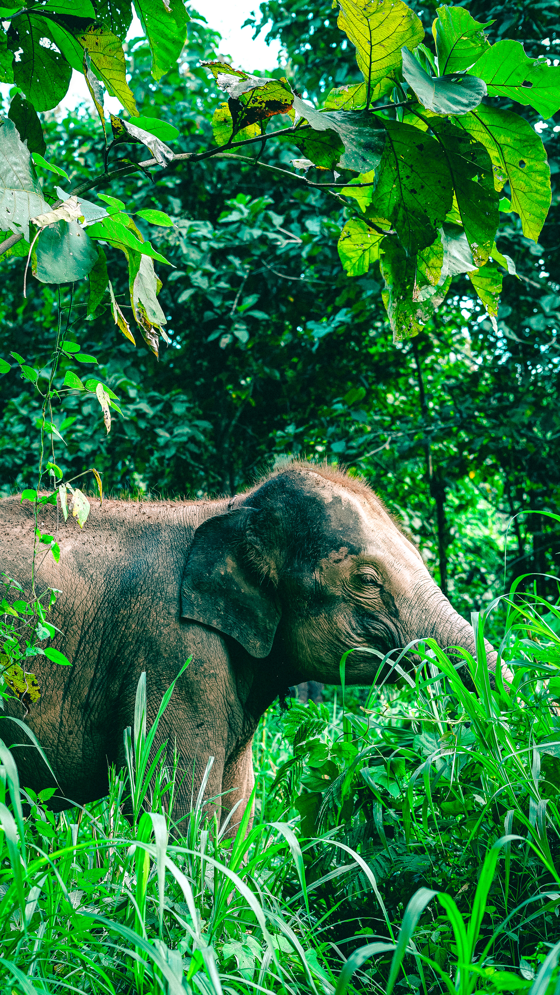 Chiang Mai Province, Thailand