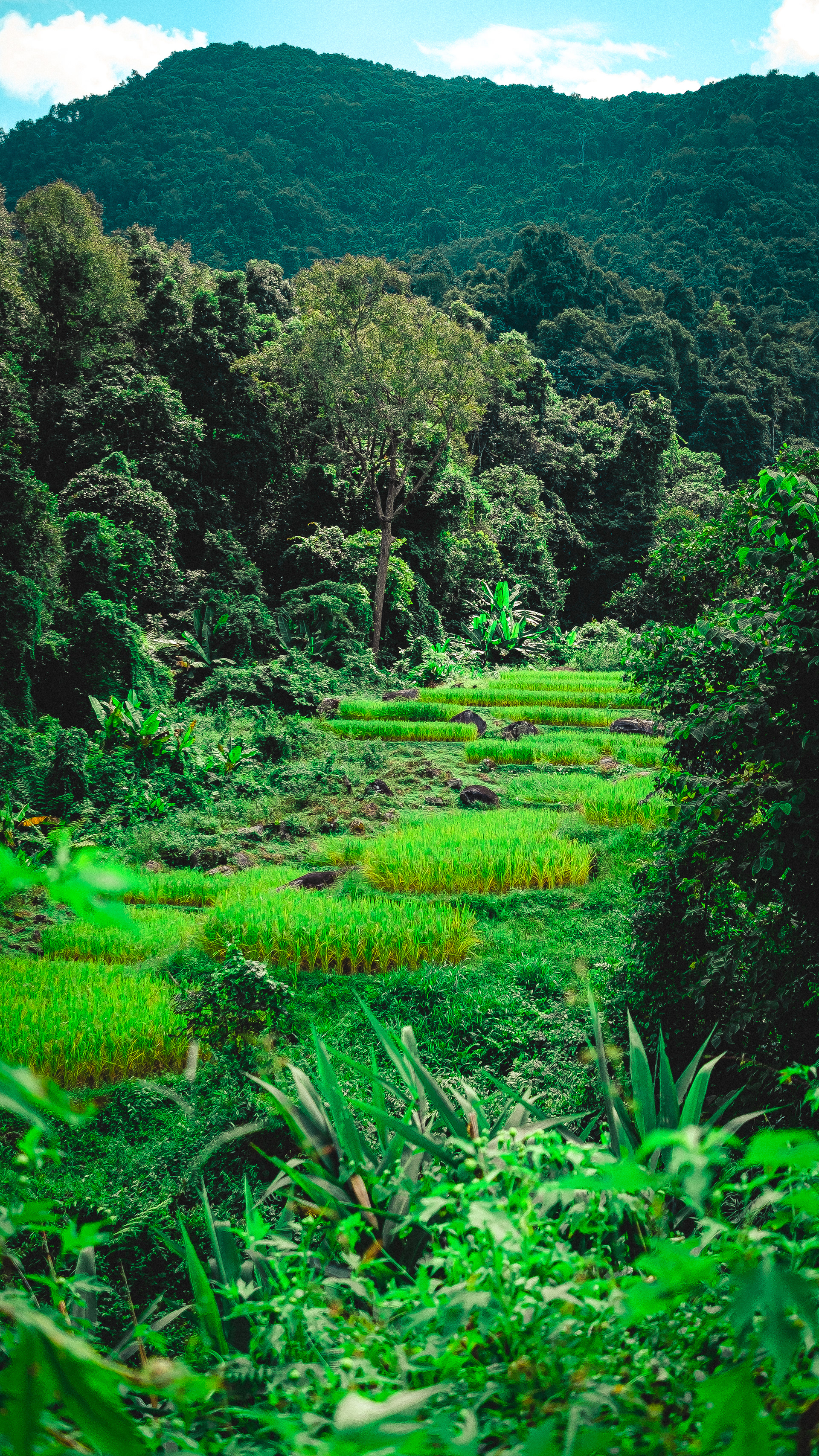 Doi Inthanon, Chiang Mai Province, Thailand