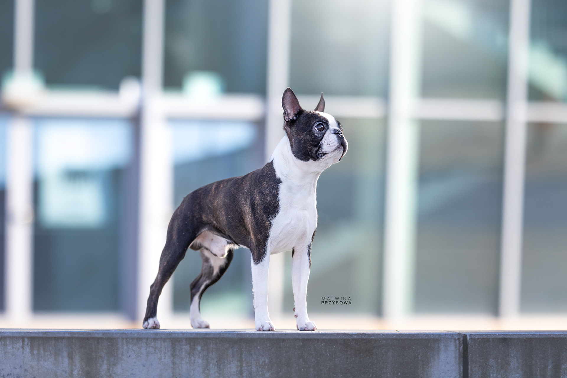 boston terrier
