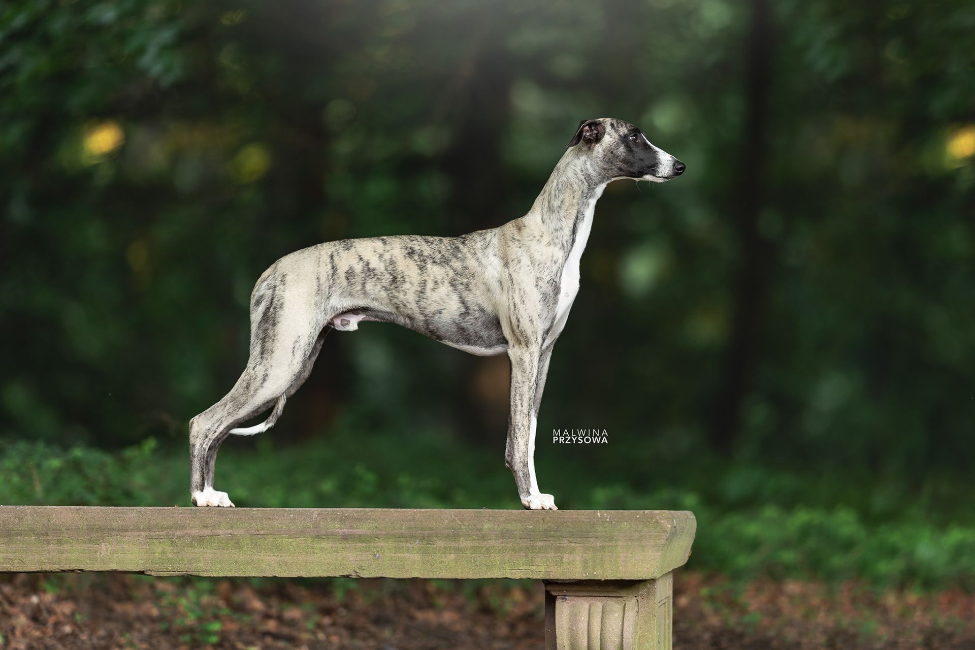 whippet