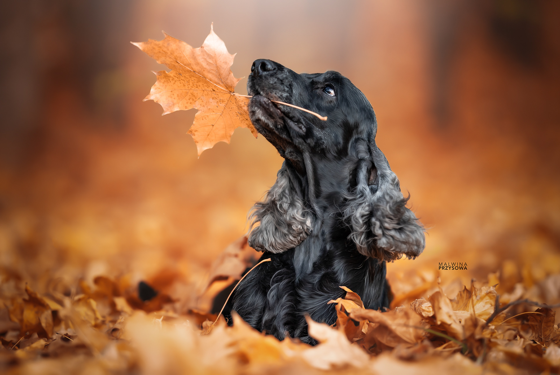 cocker spaniel angielski