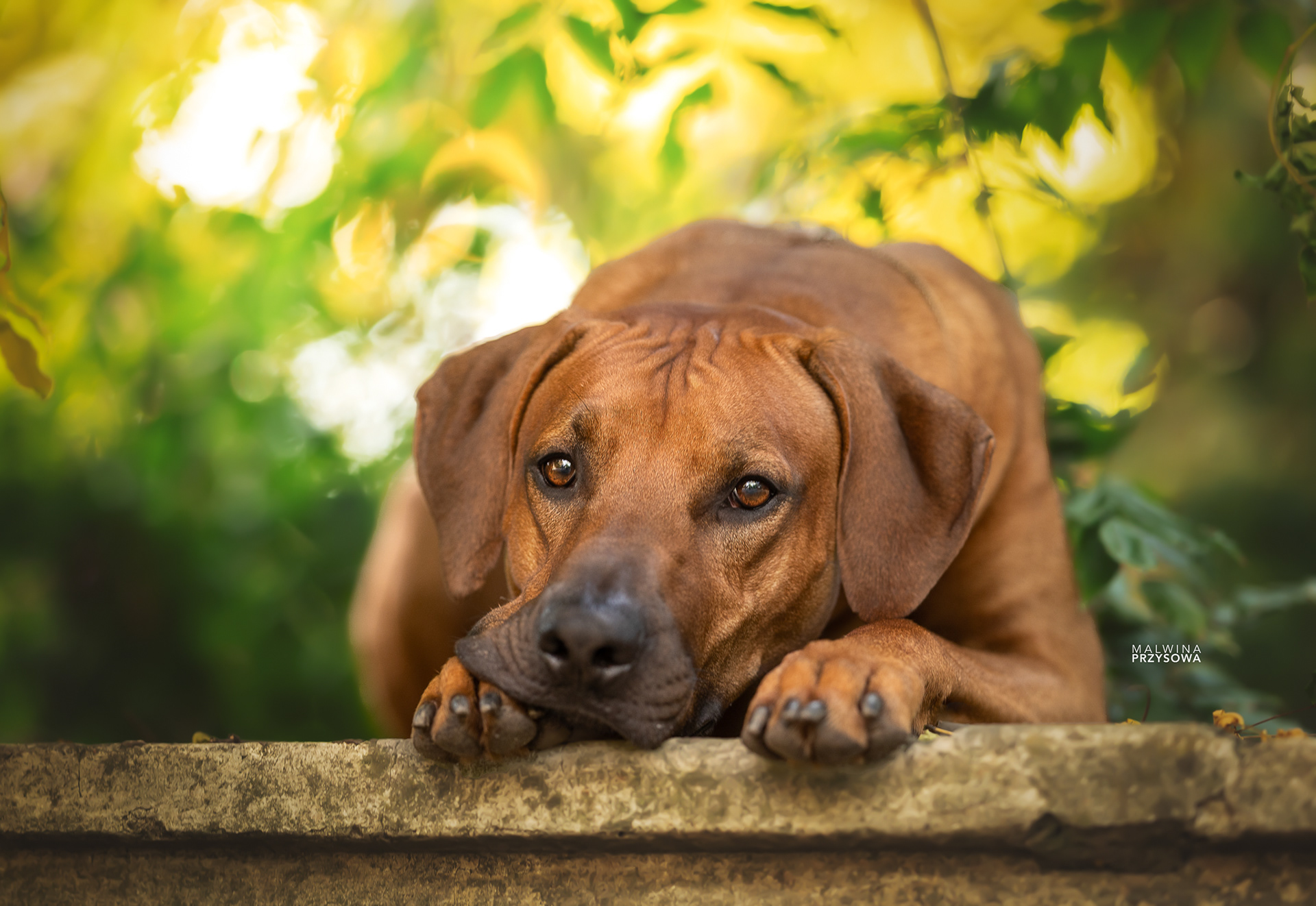 rhodesian ridgeback