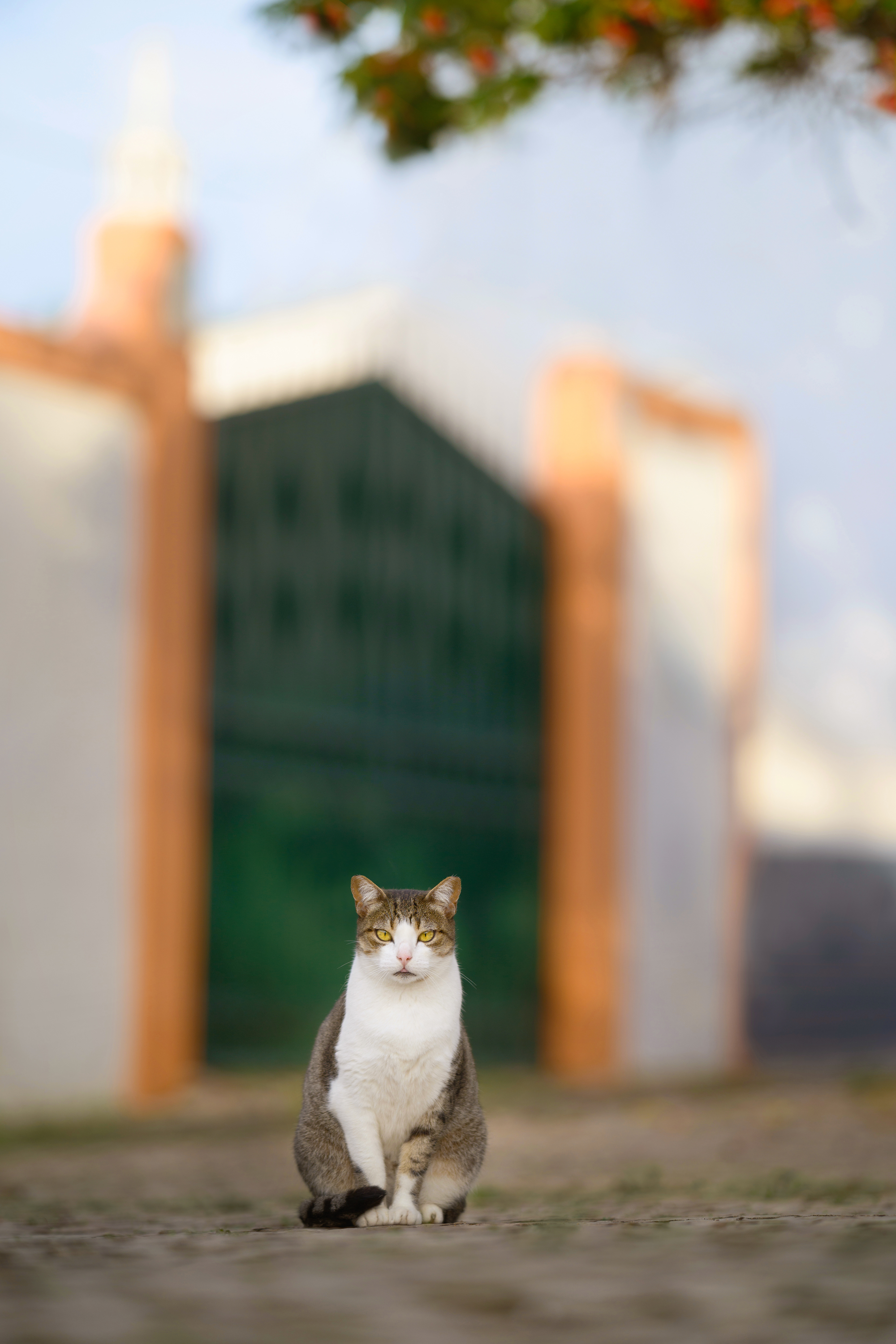  Jonas