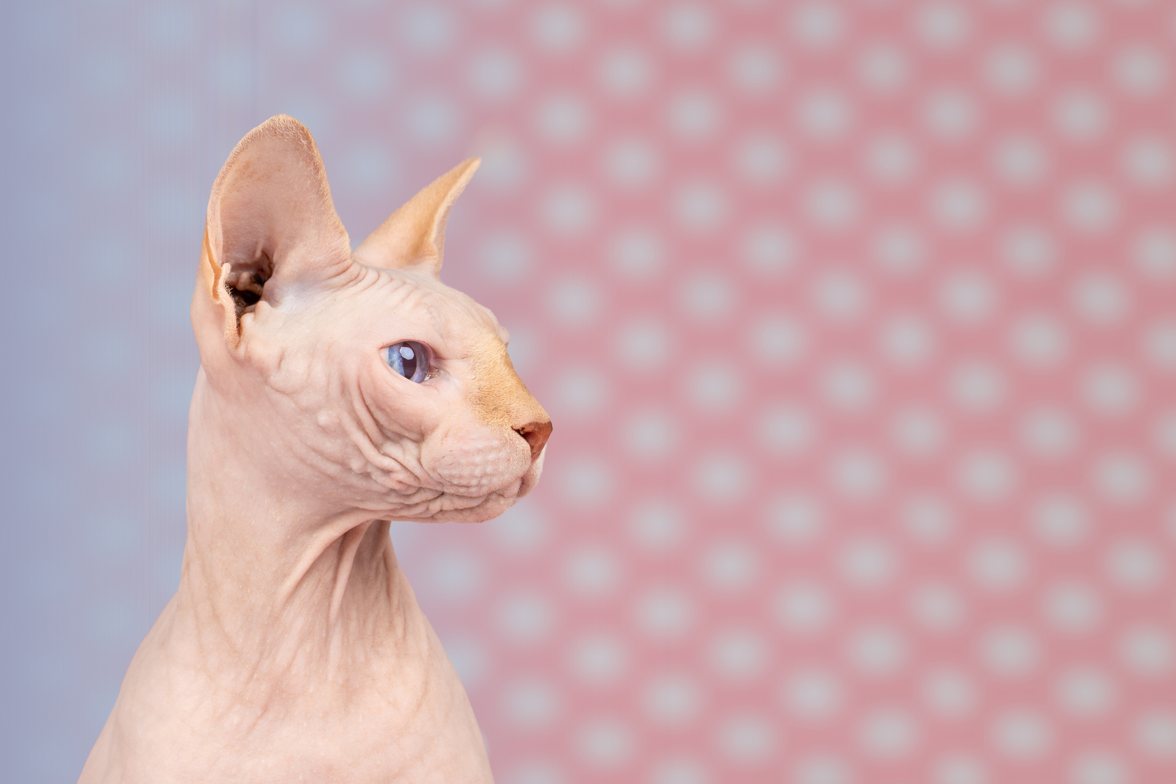 Pretty in pink