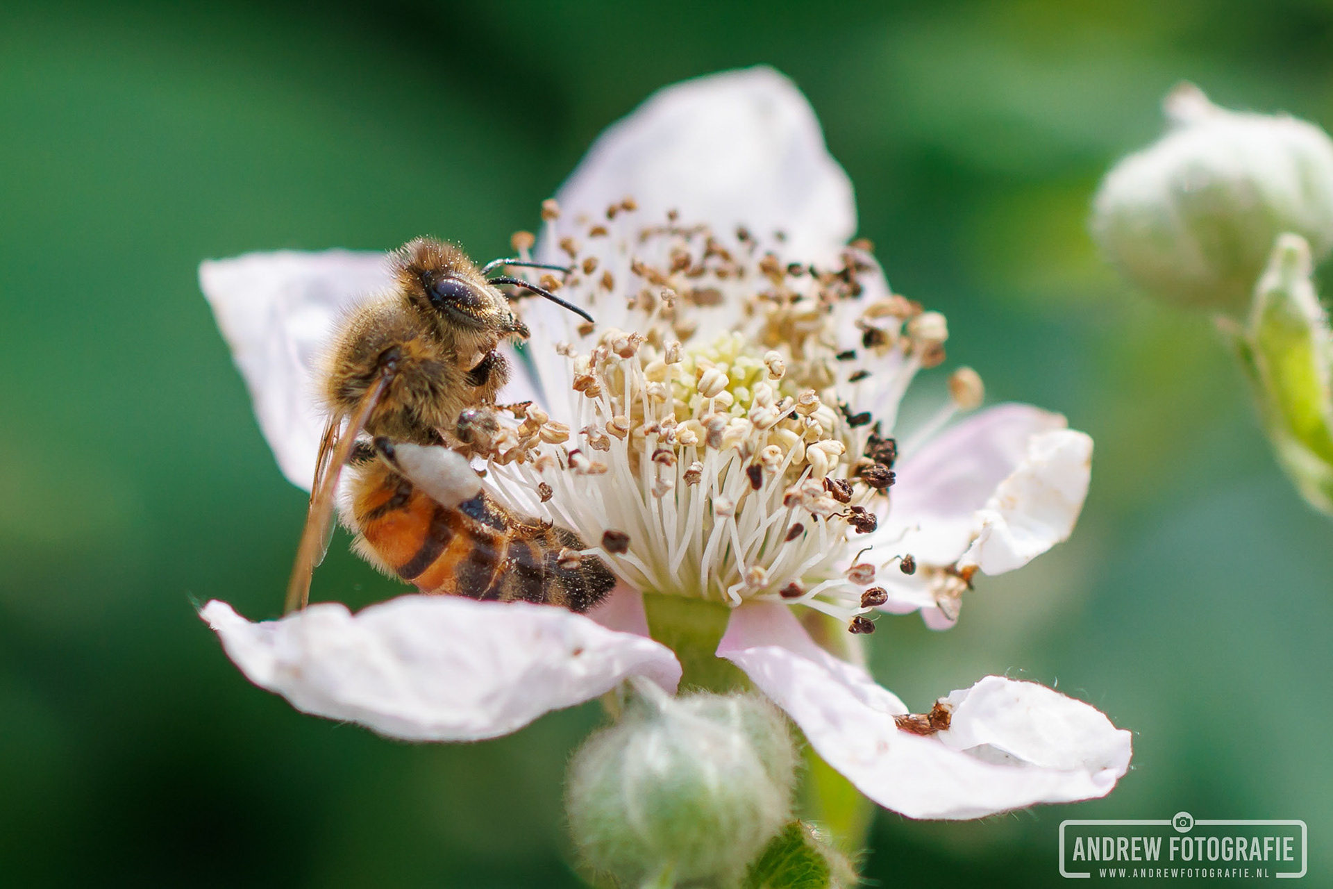 Macrofotografie van een bij op bloesem, detailopname van natuur en insecten, bekroonde Photocrowd award foto door Andrew Fotografie.