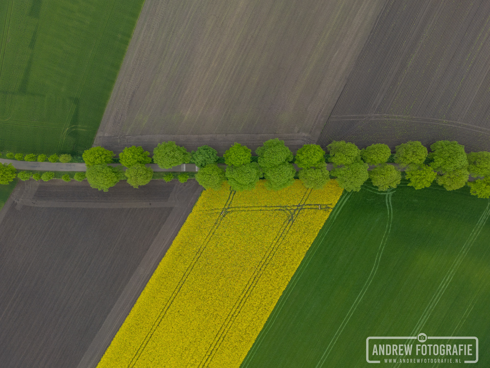 Dronefotografie van een kleurrijk agrarisch landschap en bomenrij in Aalten, abstracte luchtfoto van velden in de Achterhoek door Andrew Fotografie.