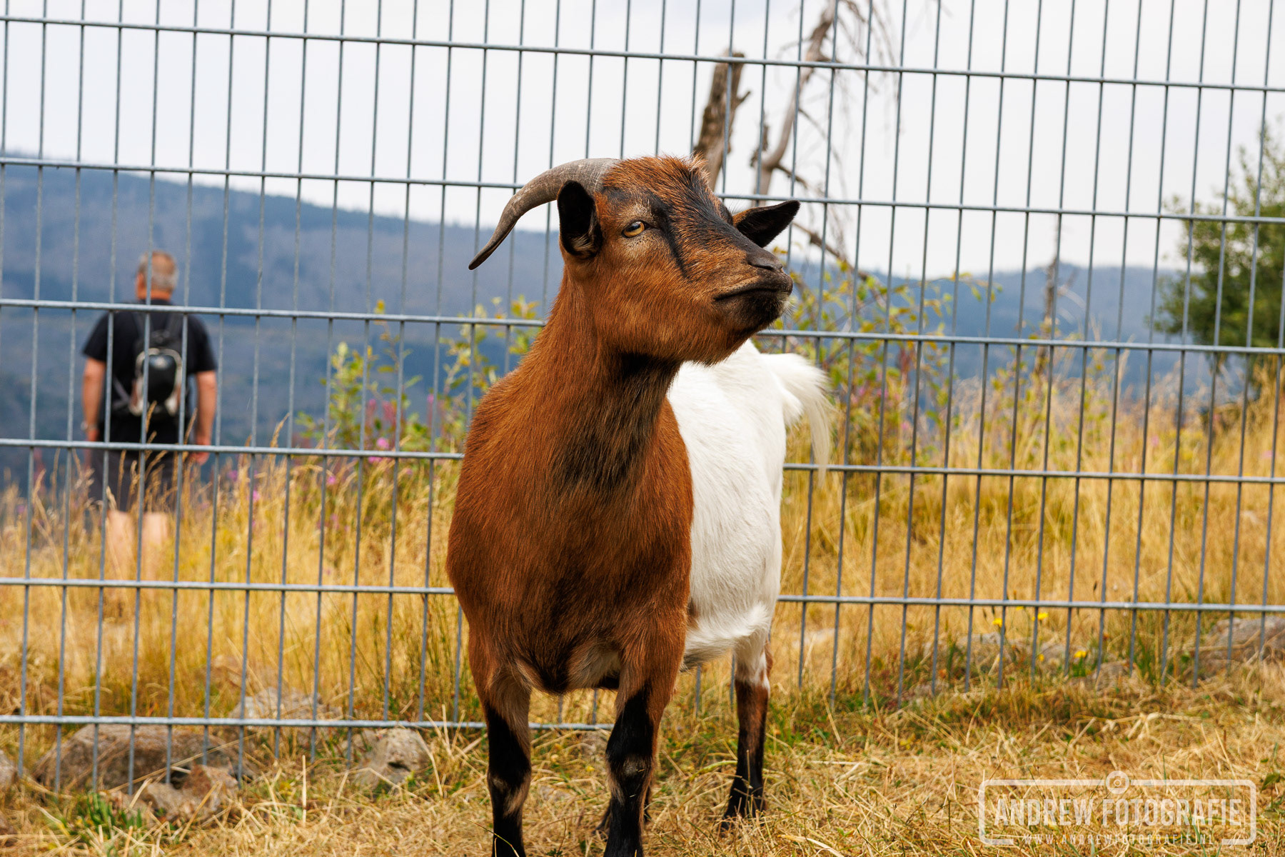 Dierenweide met geiten op de top van de Wurmberg