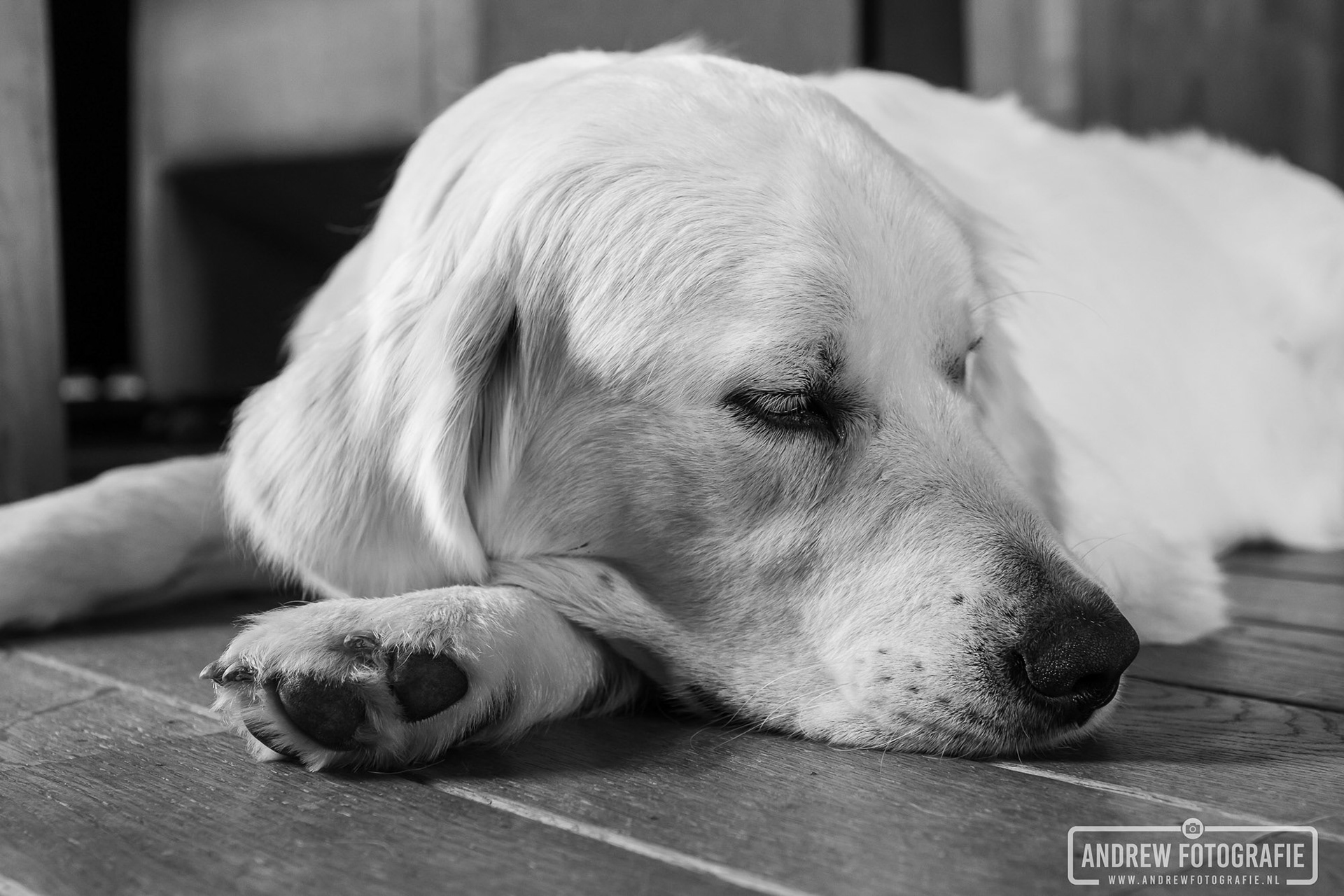 Huisdierenfotografie van een rustende Golden Retriever in zwart-wit, close-up portret van een liggende hond door Andrew Fotografie.