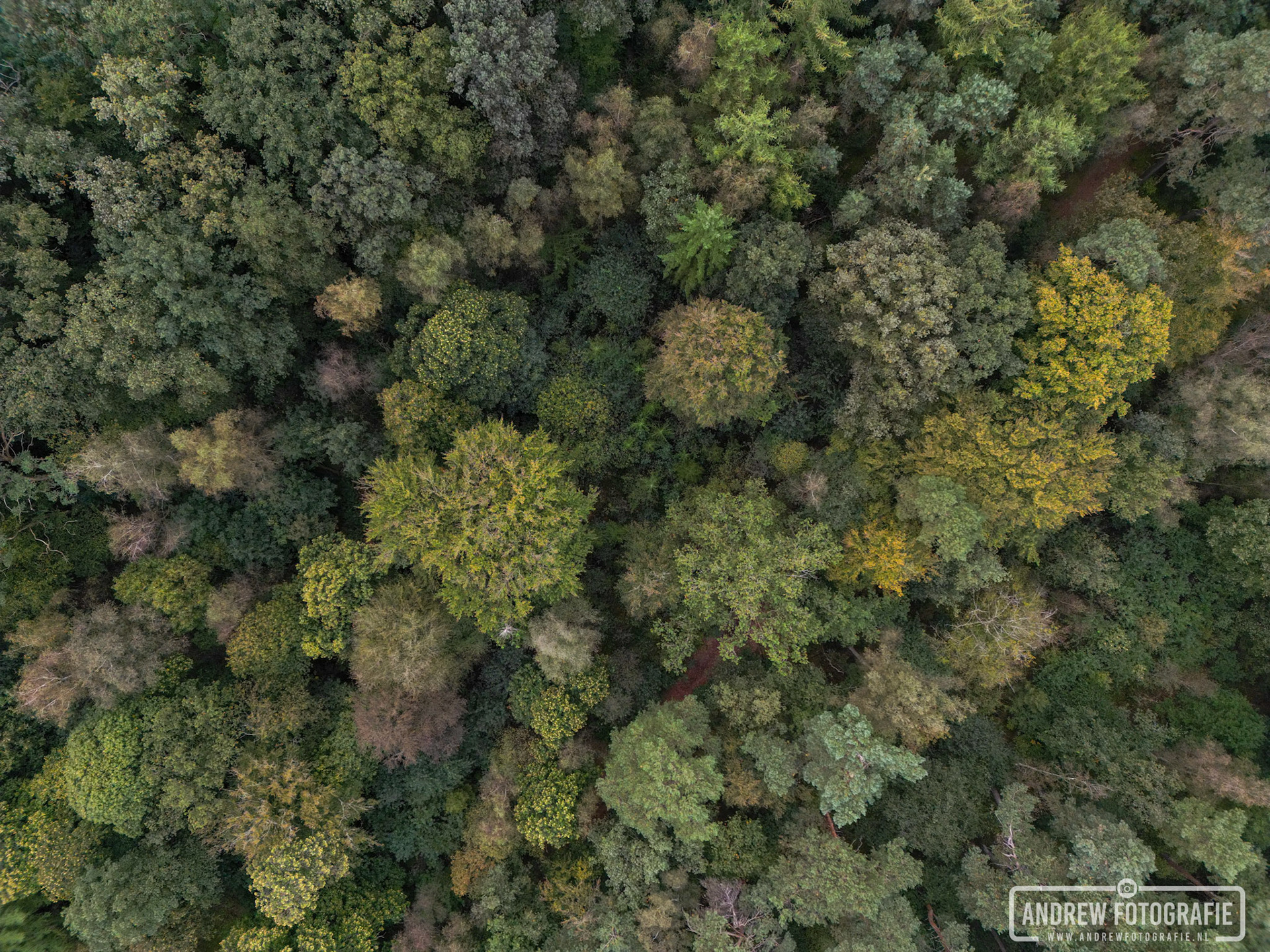 Bos perspectief Zeddam (05-10-2023).