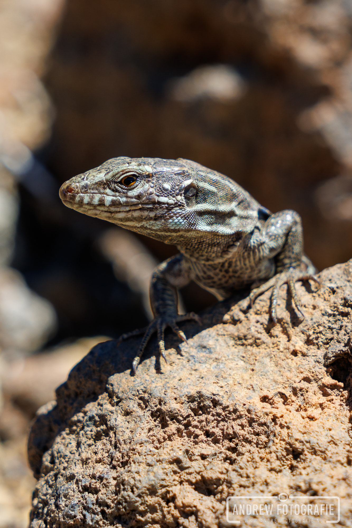 Close-up van een Canarische hagedis (Gallotia galloti) op een vulkanische rots