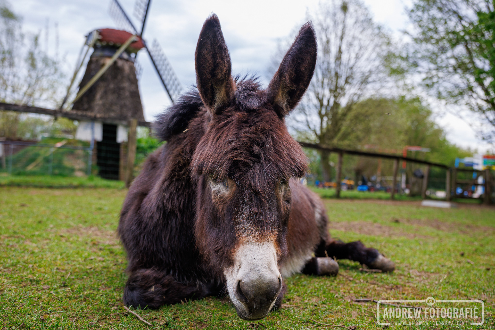 Een ezel die lekker in het gras ligt te rusten bij Feltsigt