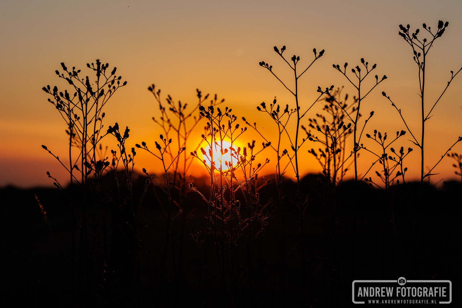 Silhouetfotografie planten bij zonsondergang in het veld