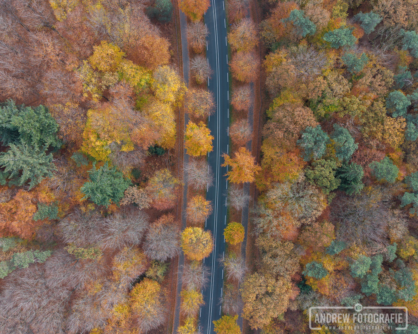Bovenaanzicht van de goudkleurige herfstbossen in het Bergherbos bij Zeddam.
