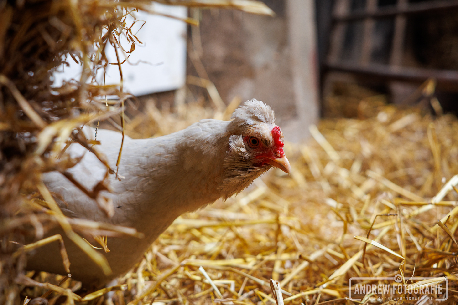 Een nieuwsgierige kip tussen het stro in de boerderijschuur